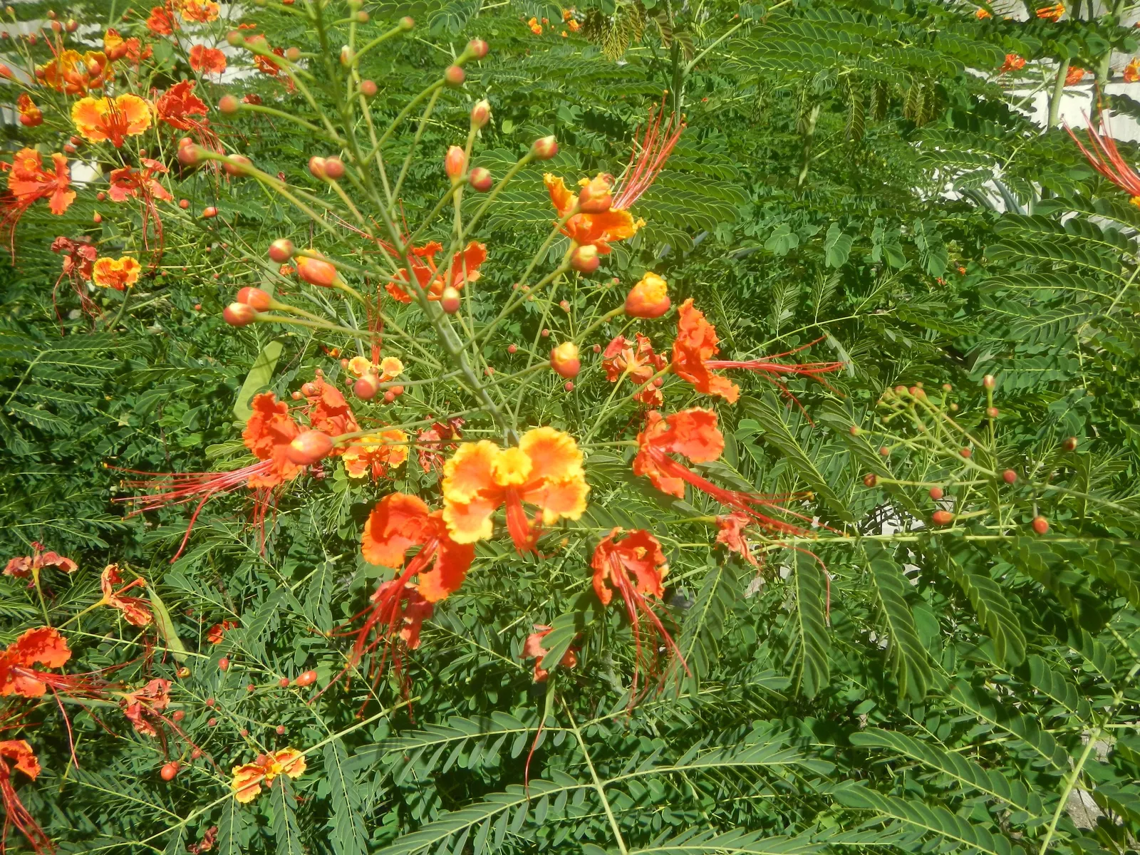 Red Bird Of Paradise (Caesalpinia Pulcherrima) — Thriving in USDA zones 9-11, it prefers full sun and well-drained soil; the Red Bird of Paradise, image 59