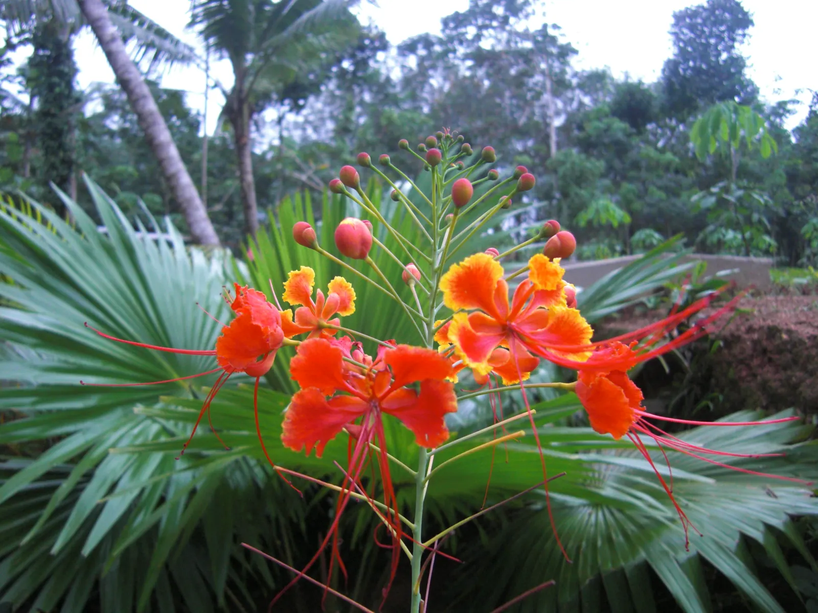 Red Bird Of Paradise (Caesalpinia Pulcherrima) — the Red Bird of Paradise requires well-drained soil and moderate watering; multi-colored and, image 87