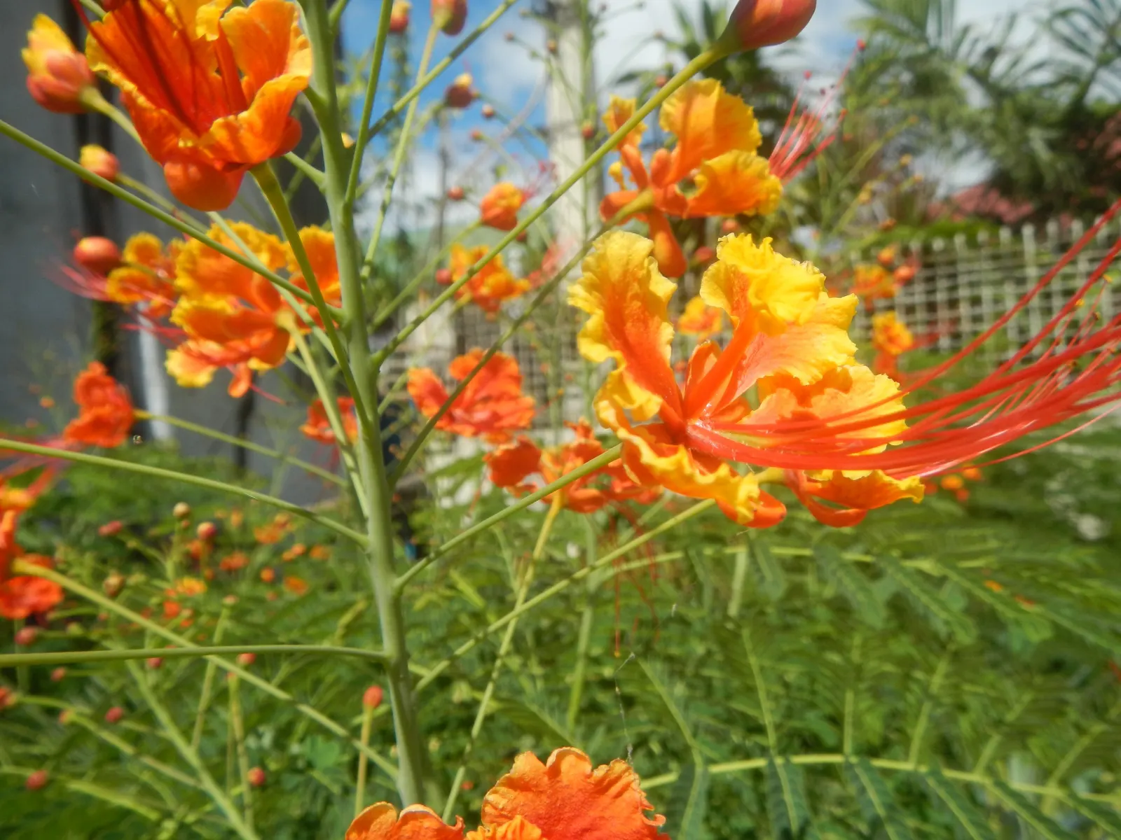 Red Bird Of Paradise (Caesalpinia Pulcherrima) — adding to the ecological value of the landscape