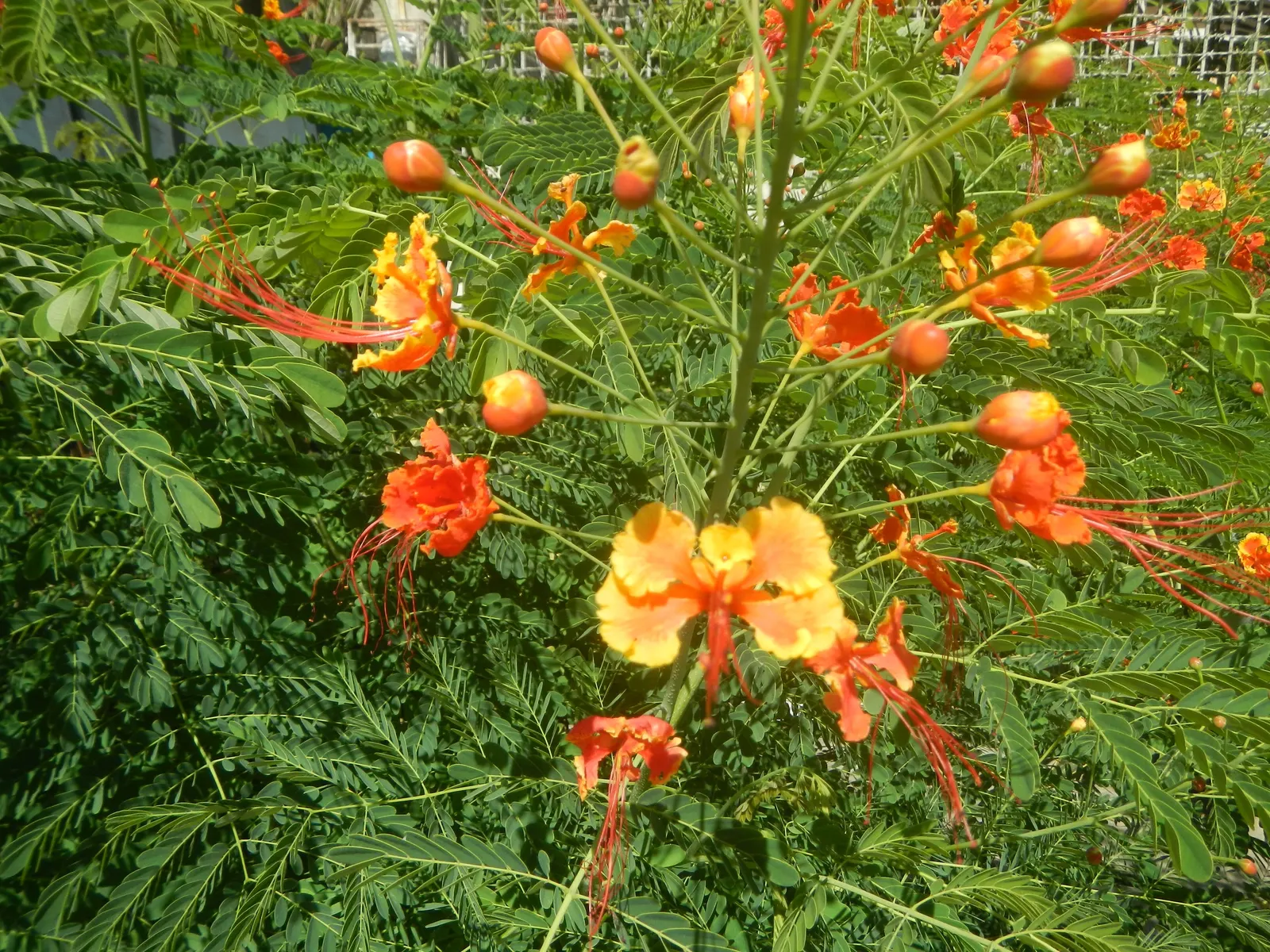 Red Bird Of Paradise (Caesalpinia Pulcherrima) — multi-colored and orange and red flowers in the garden; thriving in USDA zones 9-11, it prefers, image 131
