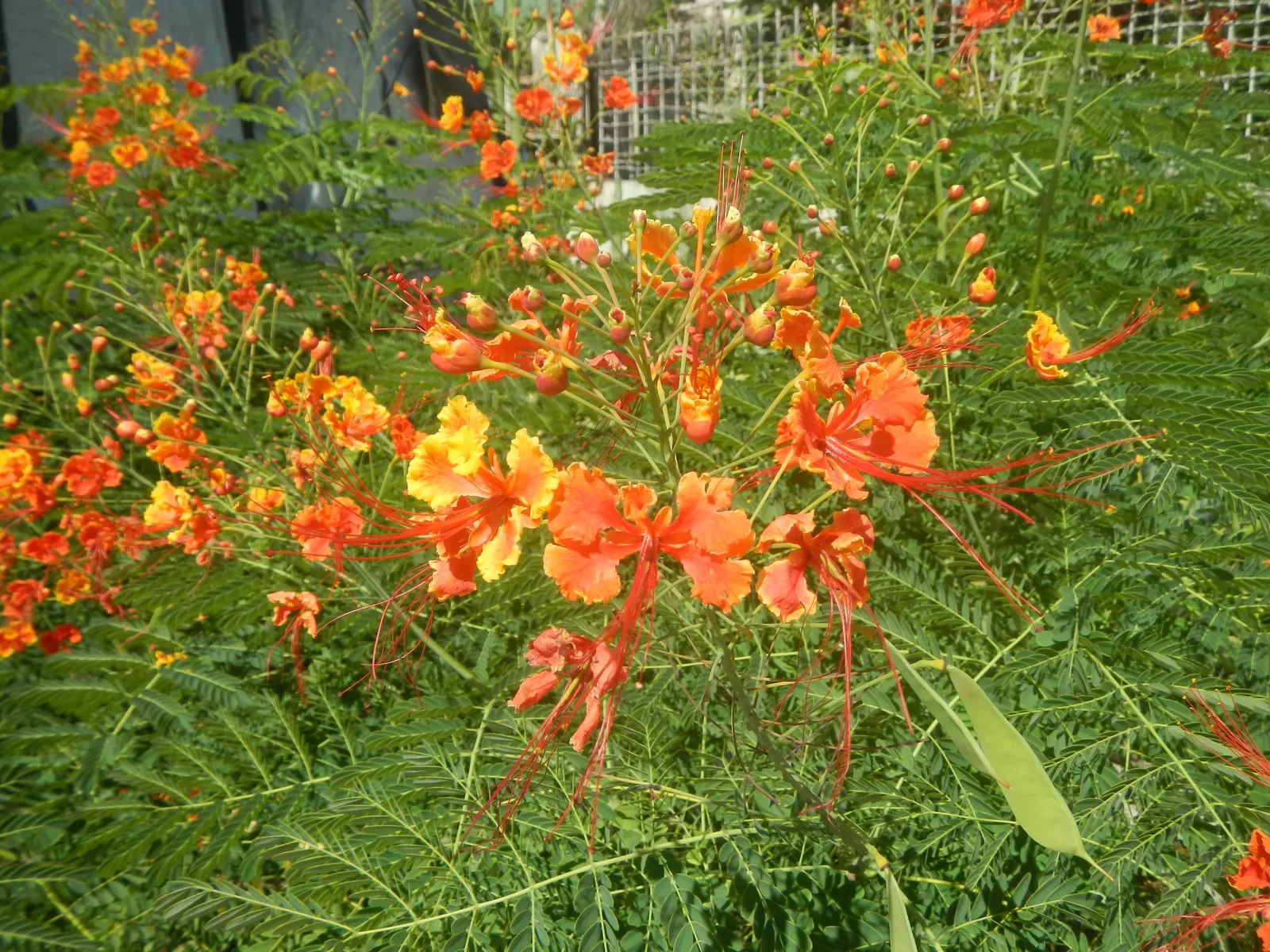Red Bird Of Paradise (Caesalpinia Pulcherrima) — scientifically known as Caesalpinia pulcherrima; during the first growing season, image 43