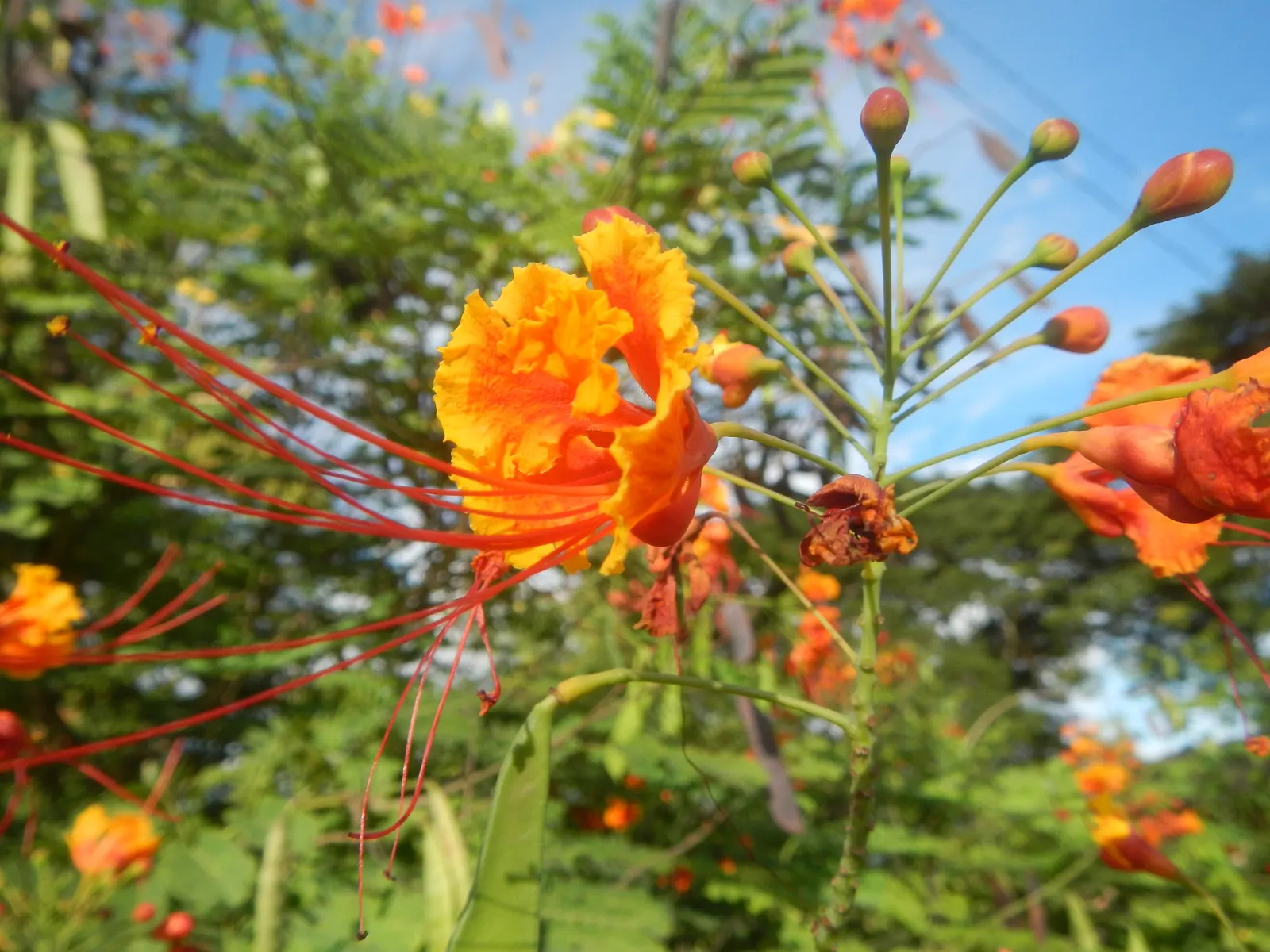 Red Bird Of Paradise (Caesalpinia Pulcherrima) — Thriving in USDA zones 9-11, it prefers full sun and well-drained soil; the Red Bird of Paradise, image 116