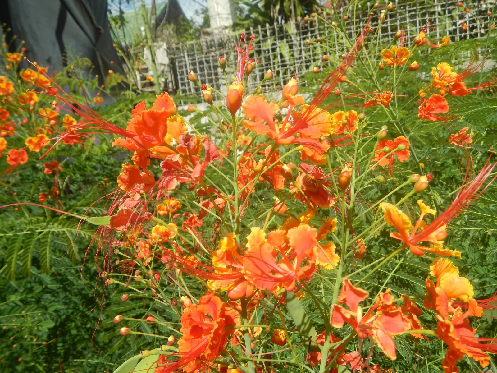 Red Bird Of Paradise (Caesalpinia Pulcherrima) — During the first growing season