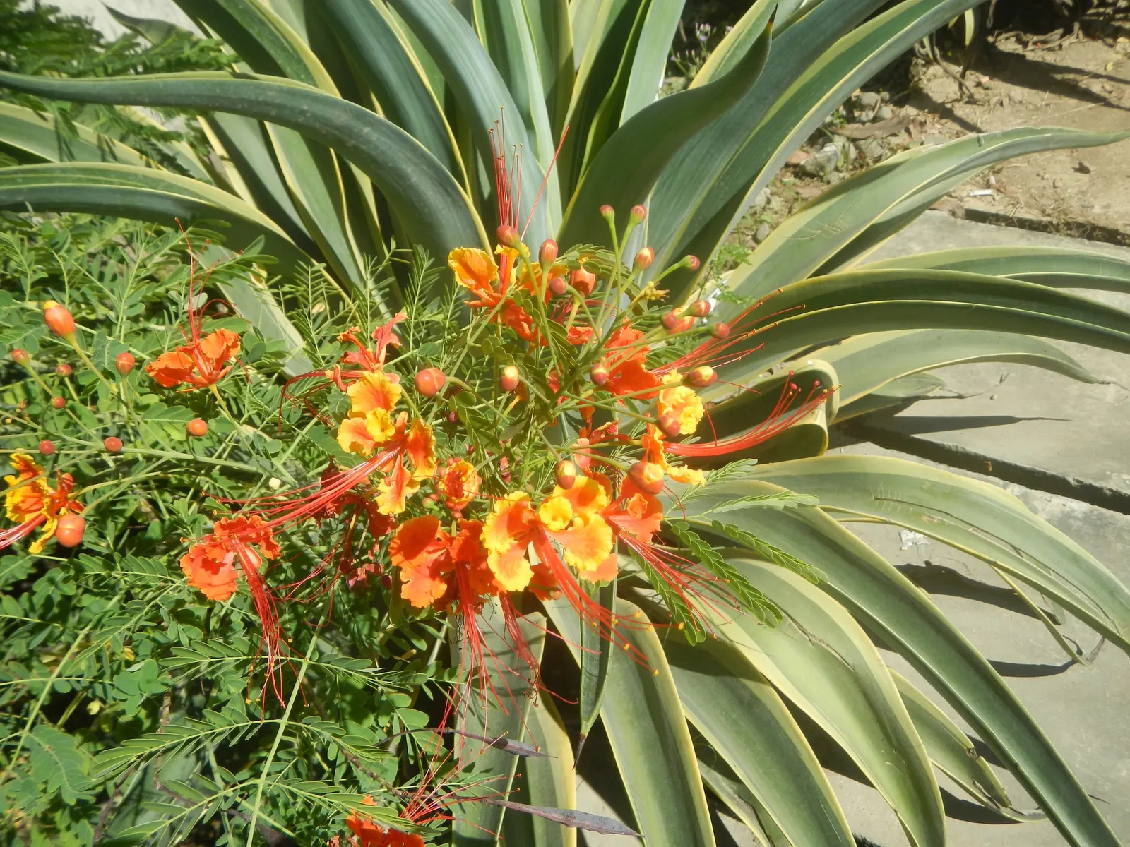 Red Bird Of Paradise (Caesalpinia Pulcherrima) — adding a lively splash of orange, image 86