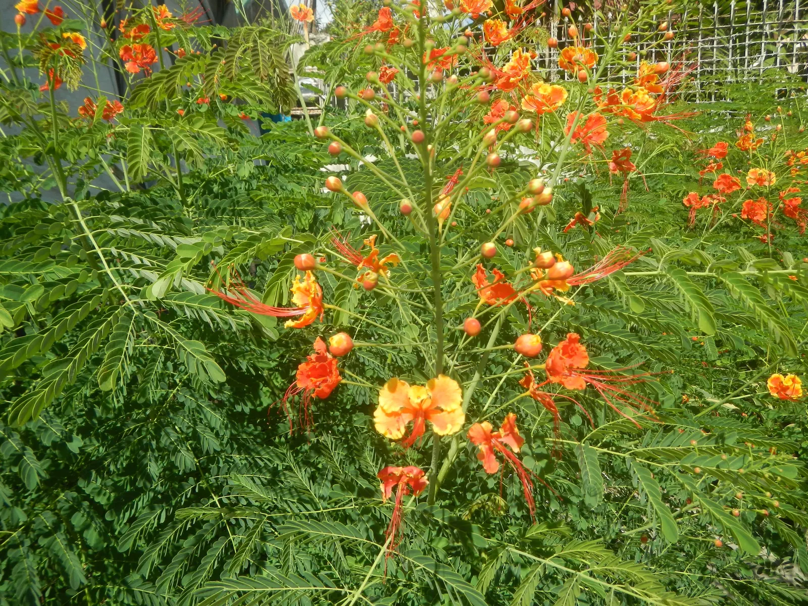 Red Bird Of Paradise (Caesalpinia Pulcherrima) — scientifically known as Caesalpinia pulcherrima; during the first growing season, image 62