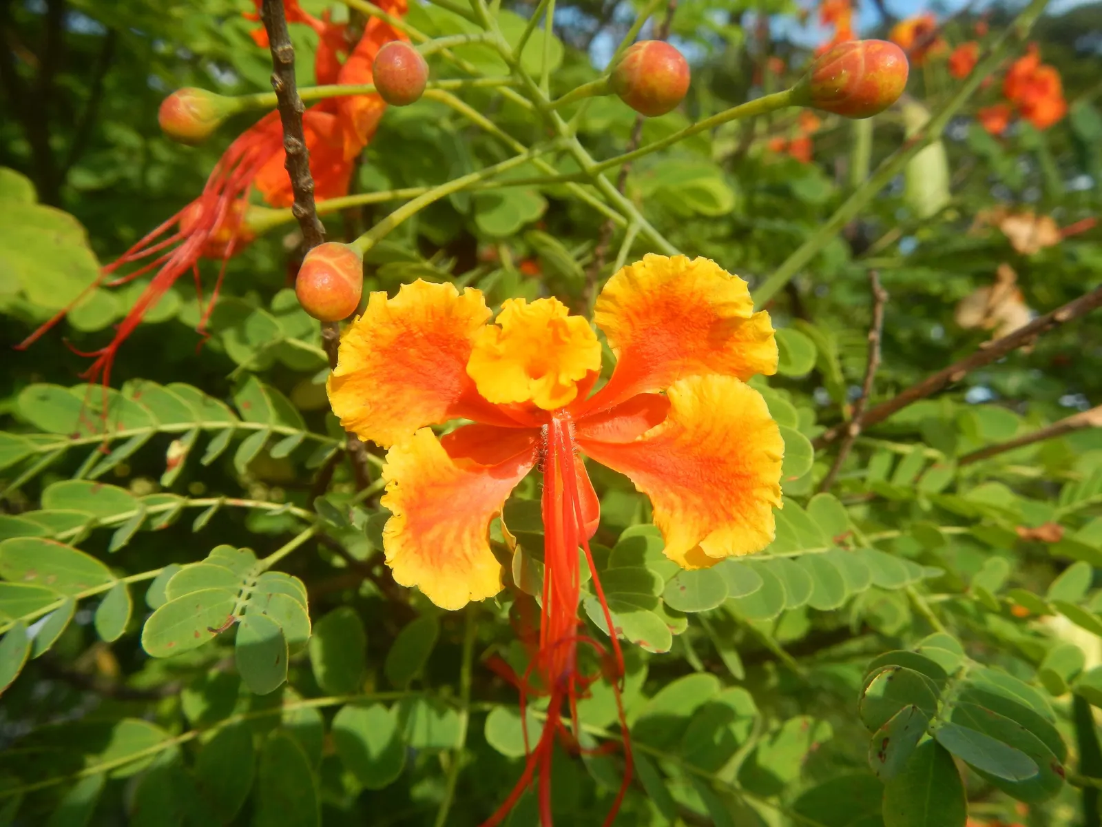 Red Bird Of Paradise (Caesalpinia Pulcherrima) — Low maintenance and drought-resistant, it's ideal for a warm, sunny landscape spot; shrub with, image 136