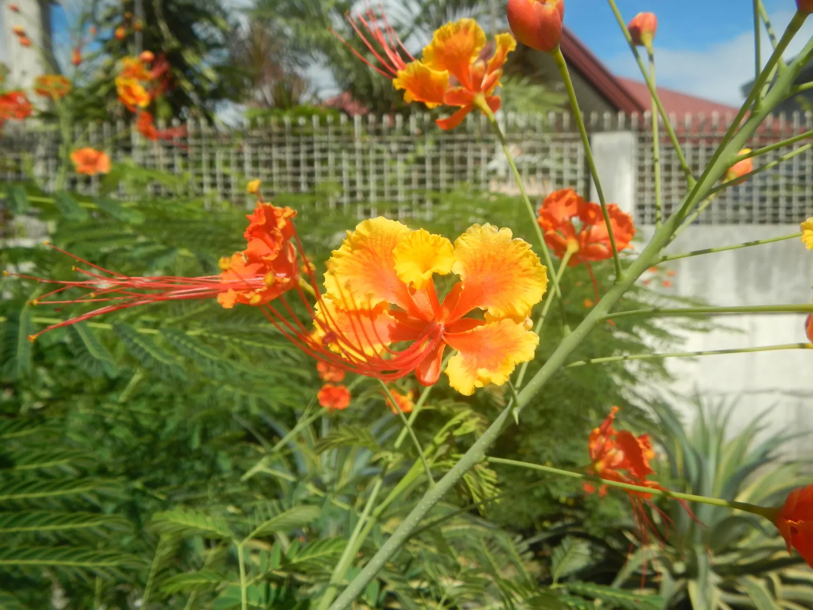 Red Bird Of Paradise (Caesalpinia Pulcherrima) — For optimal display and health; standing at a mature height between 6 to 10 feet with a similar, image 53