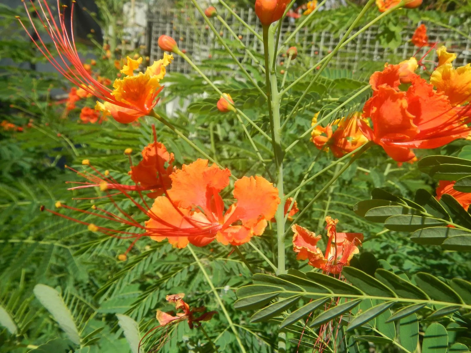 Red Bird Of Paradise (Caesalpinia Pulcherrima) — adding a lively splash of orange, image 124
