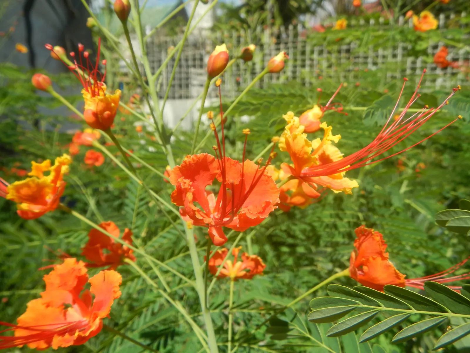 Red Bird Of Paradise (Caesalpinia Pulcherrima) — scientifically known as Caesalpinia pulcherrima; during the first growing season, image 81