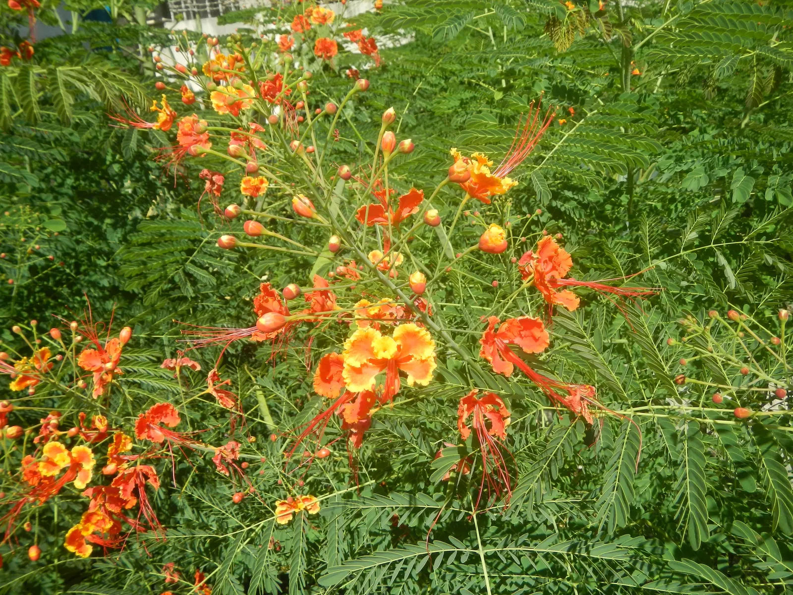 Red Bird Of Paradise (Caesalpinia Pulcherrima) — shrub for full; adding to the ecological value of the landscape, image 95