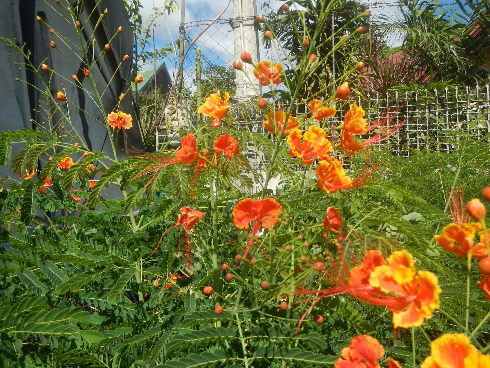 Red Bird Of Paradise (Caesalpinia Pulcherrima) — Pruning encourages denser growth and more blooms, creating a breathtaking focal point in any garden