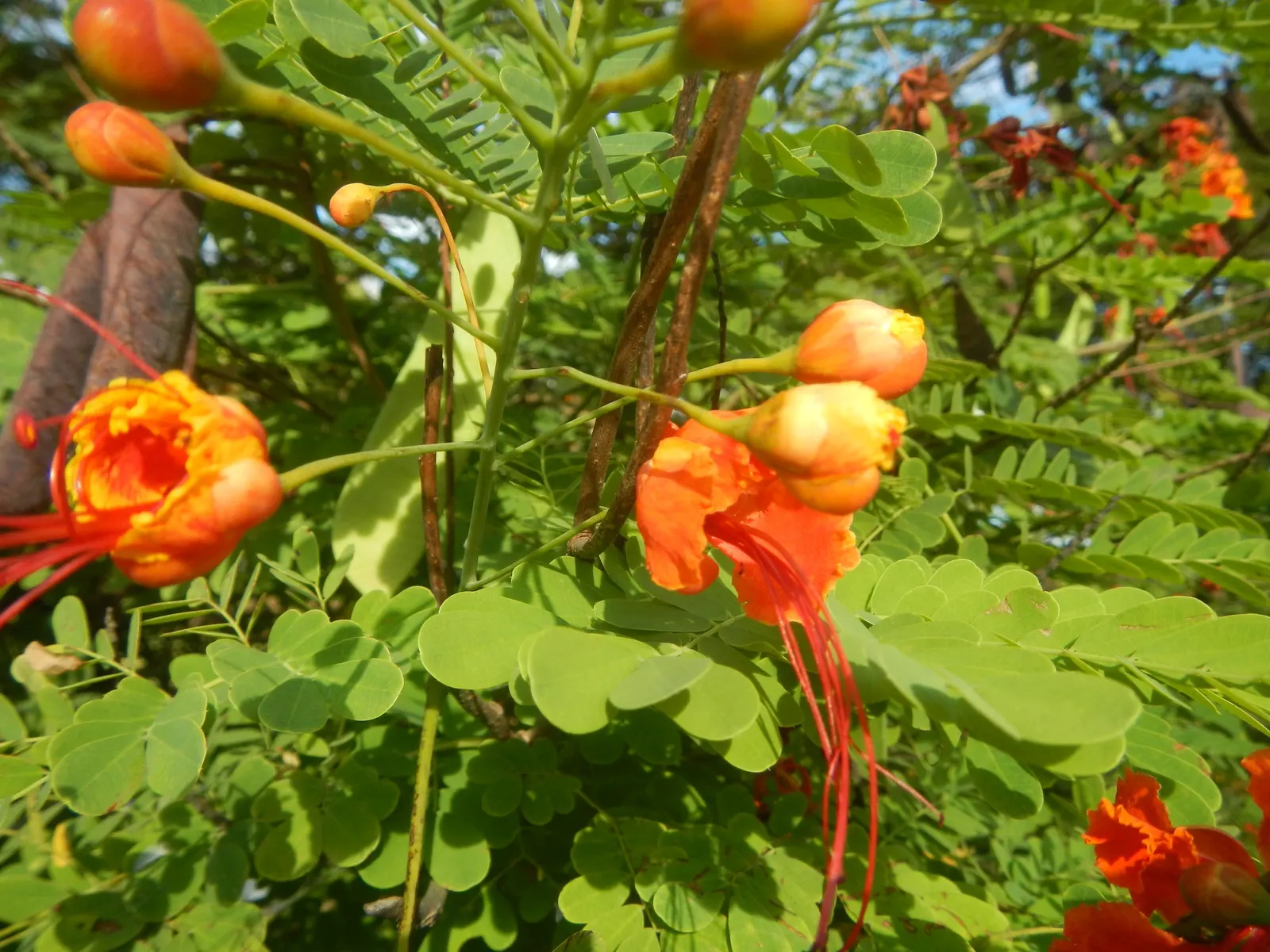 Red Bird Of Paradise (Caesalpinia Pulcherrima) — Low maintenance and drought-resistant, it's ideal for a warm, sunny landscape spot; shrub with, image 79