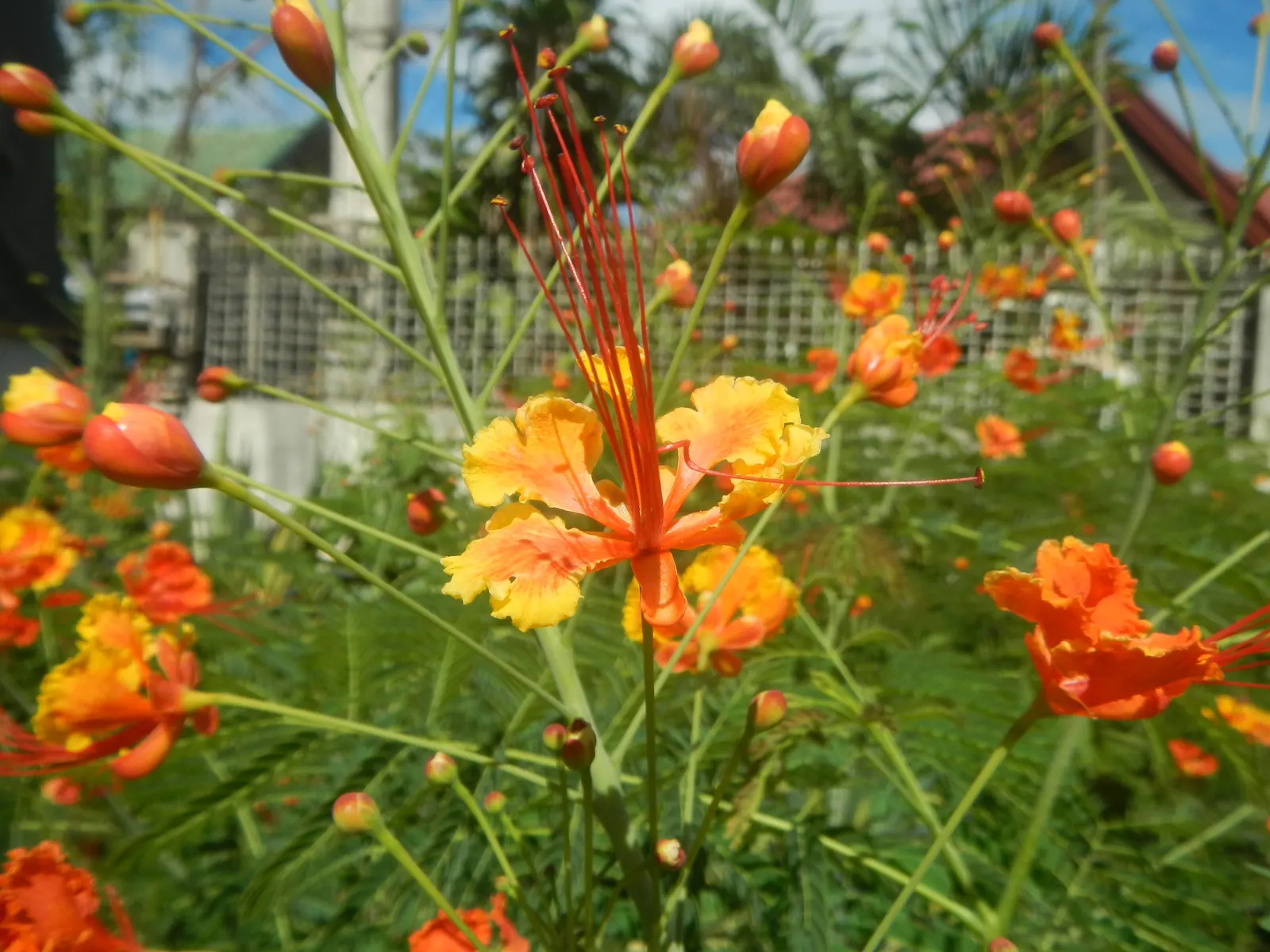 Red Bird Of Paradise (Caesalpinia Pulcherrima) — Low maintenance and drought-resistant, it's ideal for a warm, sunny landscape spot; shrub with, image 117