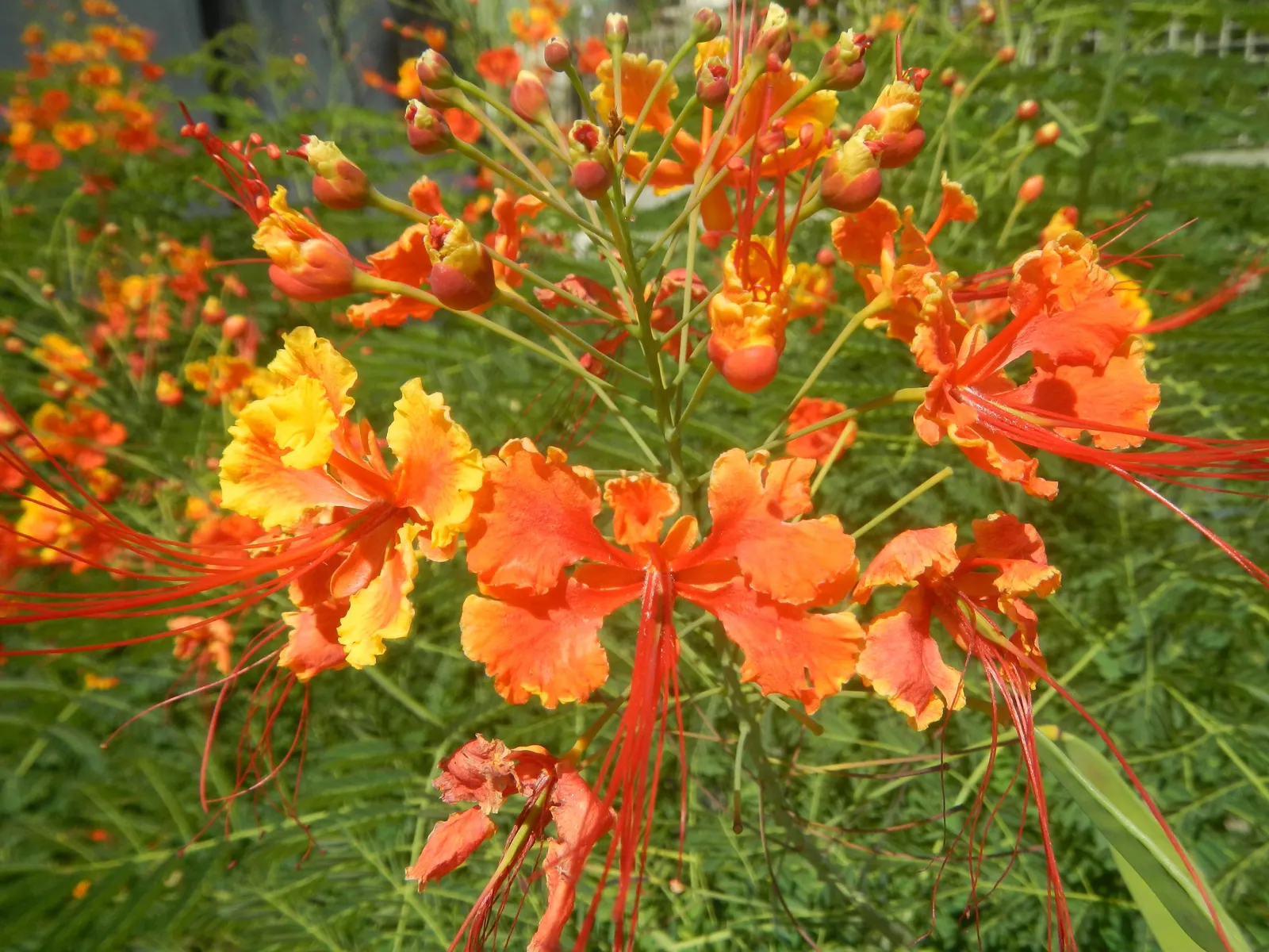 Red Bird Of Paradise (Caesalpinia Pulcherrima) — During the first growing season; ideally amounting to around 1 inch of water weekly