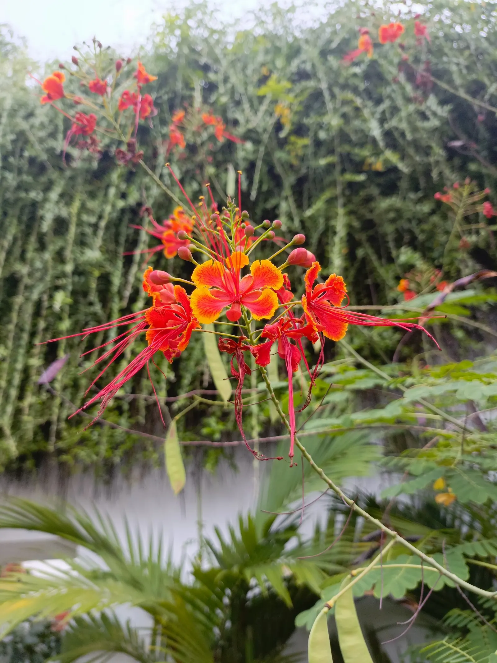 Red Bird Of Paradise (Caesalpinia Pulcherrima) — is a breathtakingly colorful flowering plant that brings a touch of tropical vibrancy to any, image 101