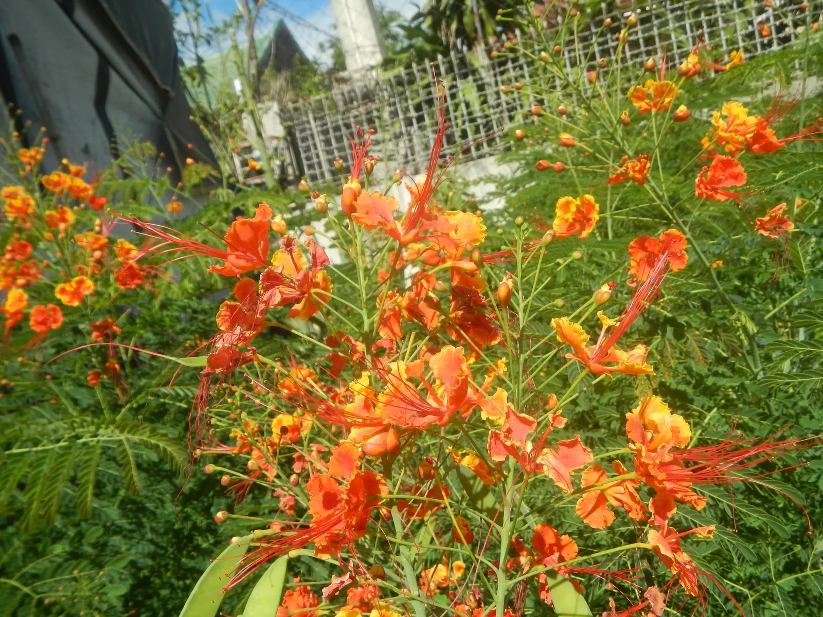 Red Bird Of Paradise (Caesalpinia Pulcherrima) — Thriving in USDA zones 9-11, it prefers full sun and well-drained soil