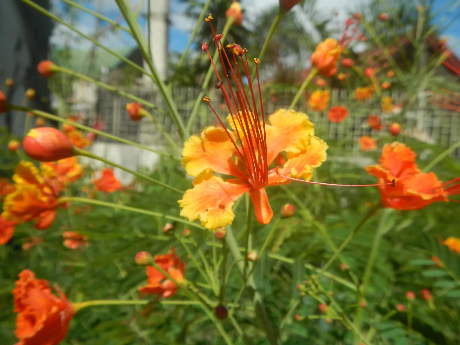 Red Bird Of Paradise (Caesalpinia Pulcherrima) — flourishing up to 5 feet tall and wide; pruning encourages denser growth and more blooms, creating, image 77