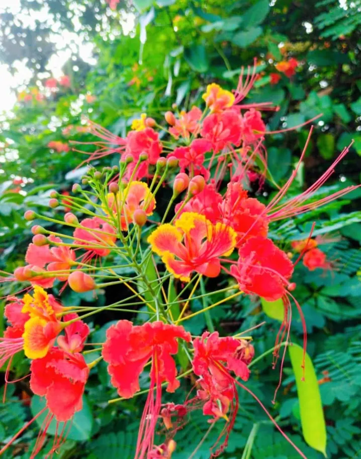 Red Bird Of Paradise (Caesalpinia Pulcherrima) — this plant provides a medium-sized focal point in a garden; for optimal display and health, image 122