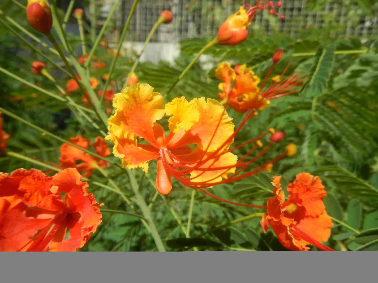 Red Bird Of Paradise (Caesalpinia Pulcherrima) — this plant provides a medium-sized focal point in a garden; for optimal display and health, image 65