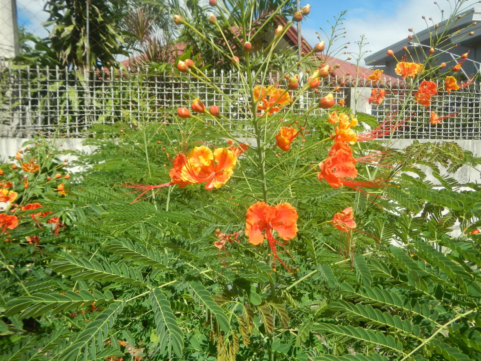 Red Bird Of Paradise (Caesalpinia Pulcherrima) — ideally amounting to around 1 inch of water weekly; scientifically known as Caesalpinia pulcherrima