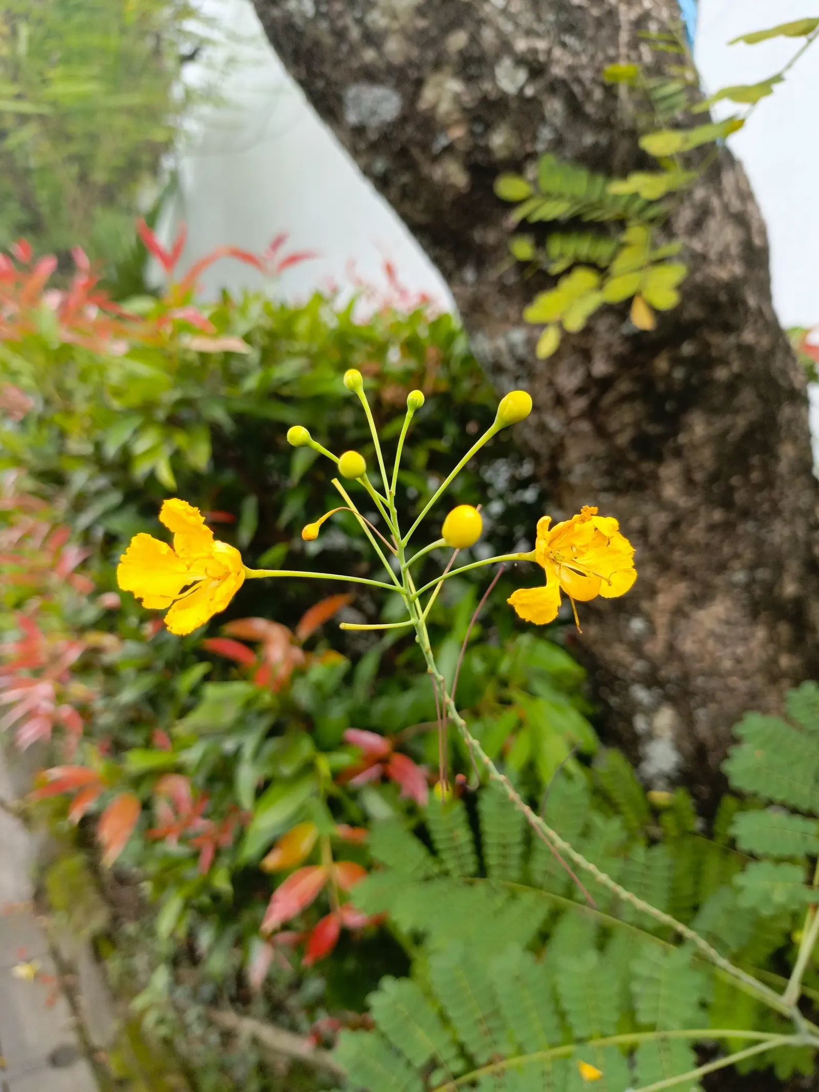 Red Bird Of Paradise (Caesalpinia Pulcherrima) — providing a delicate backdrop to the vibrant flowers; shrub for full, image 109