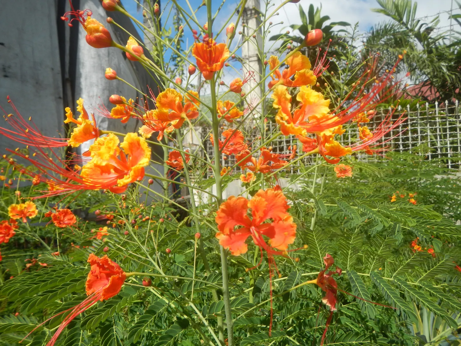 Red Bird Of Paradise (Caesalpinia Pulcherrima) — shrub with multi-colored and orange and red blooms; it thrives in USDA zones 9 to 11 and, image 75