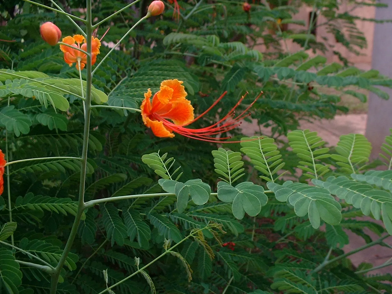 Red Bird Of Paradise (Caesalpinia Pulcherrima) — multi-colored and orange and red flowers in the garden; thriving in USDA zones 9-11, it prefers, image 112