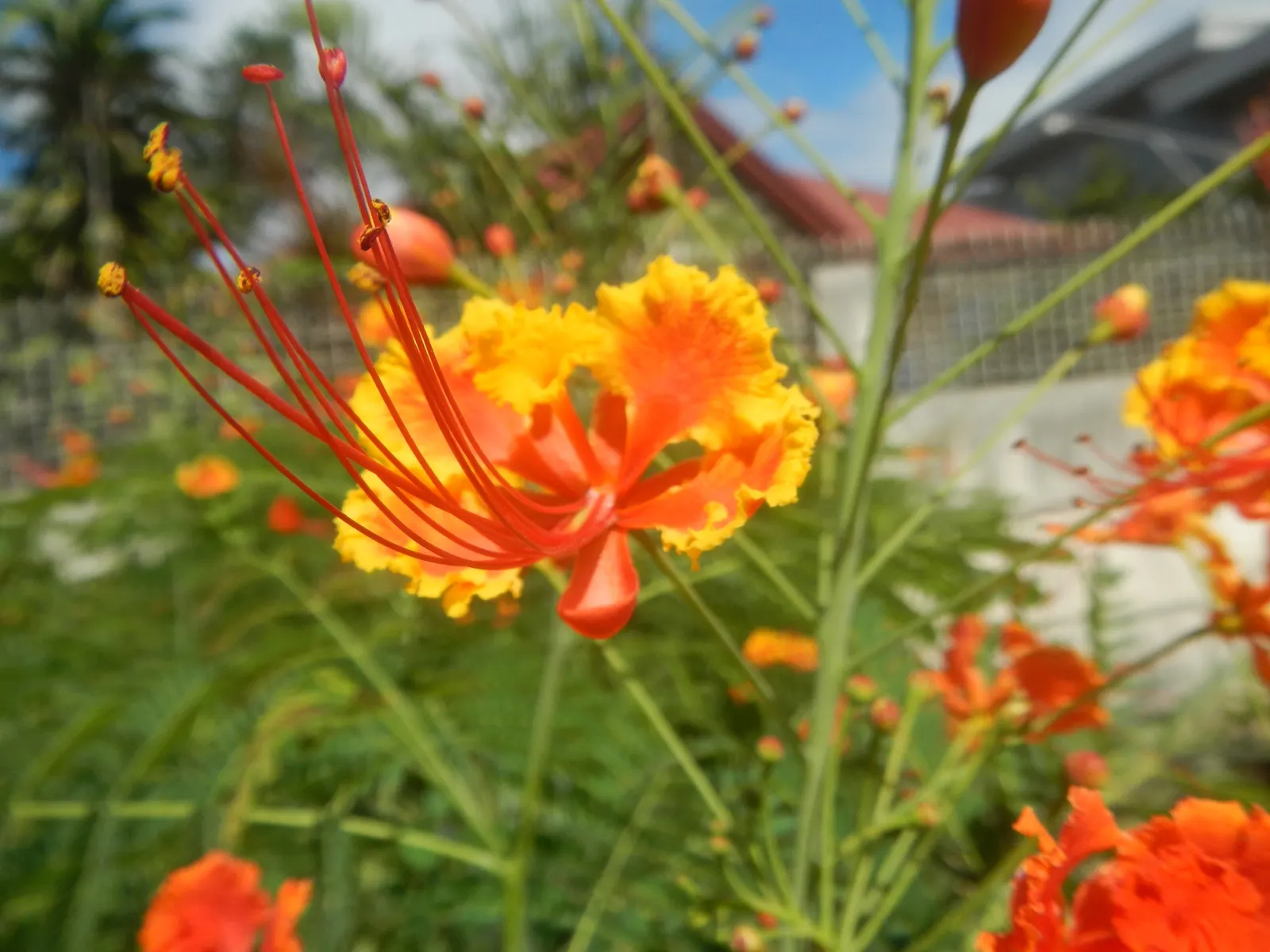 Red Bird Of Paradise (Caesalpinia Pulcherrima) — this plant provides a medium-sized focal point in a garden; for optimal display and health