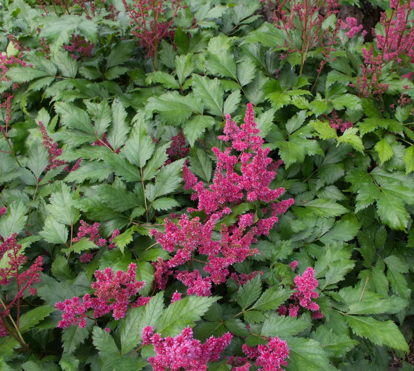 Fanal False Spirea (Astilbe 'Red Sentinel') — is a perennial prized for its dense