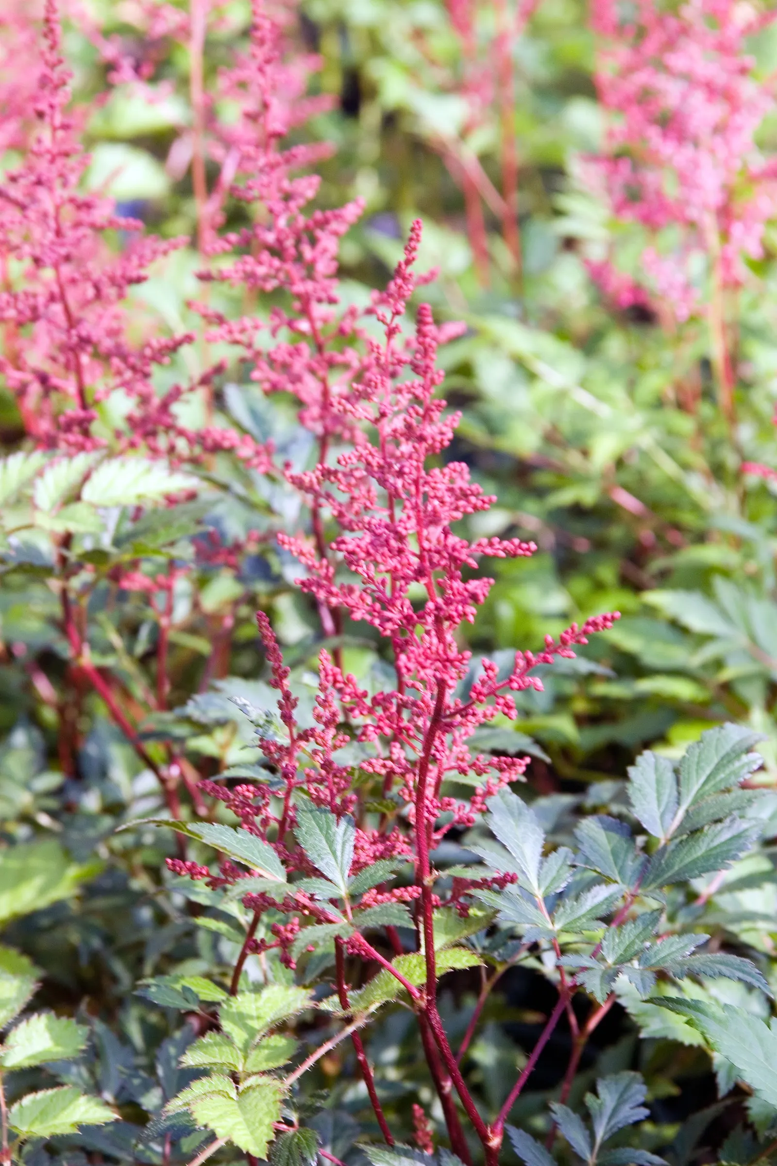 Fanal False Spirea (Astilbe 'Red Sentinel') — deep crimson flower spikes