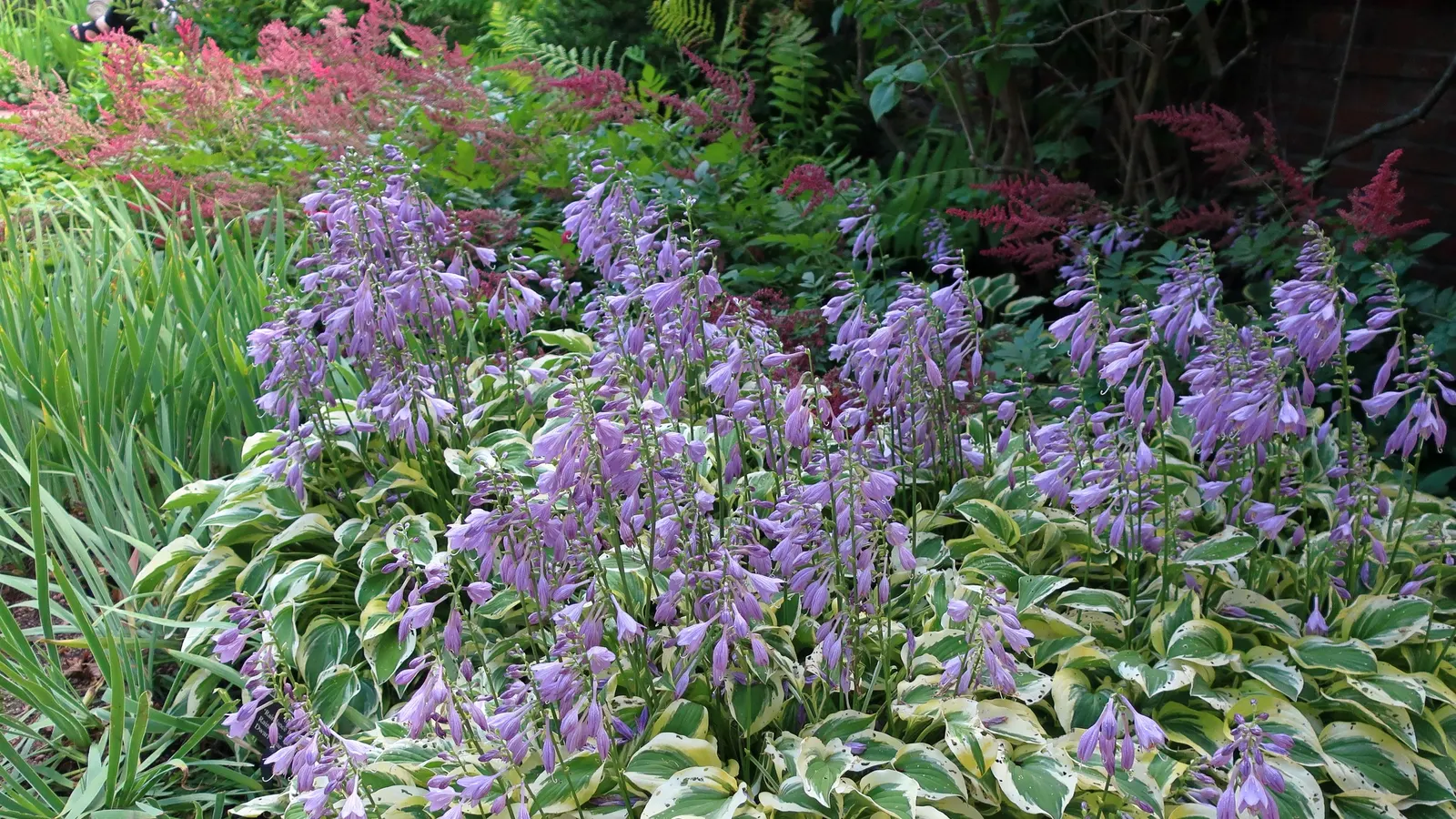 Fanal False Spirea (Astilbe 'Red Sentinel') — commonly known as Fanal False Spirea