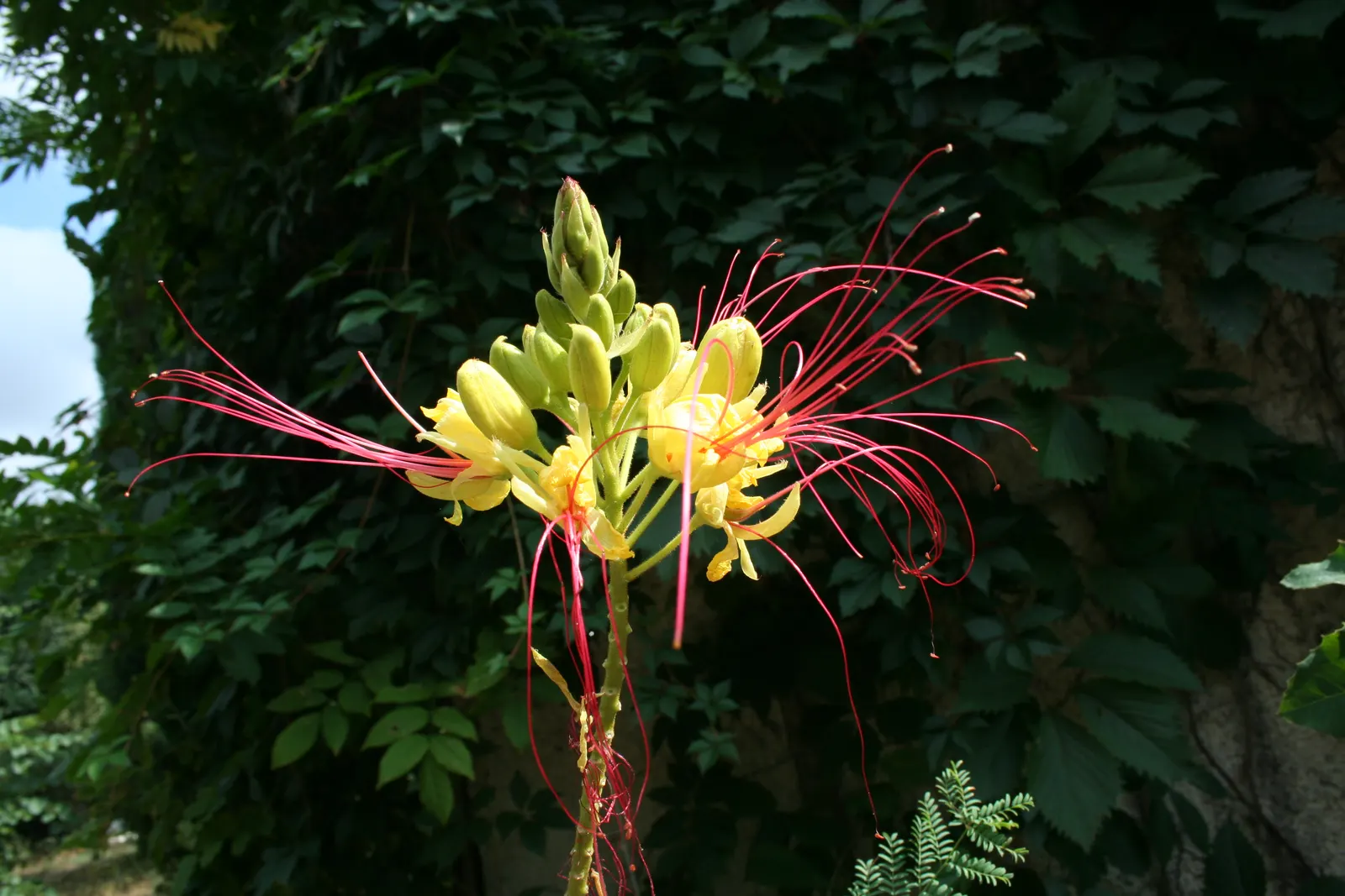 Yellow Bird Of Paradise (Caesalpinia Gilliesii) — as it is drought-tolerant once established
