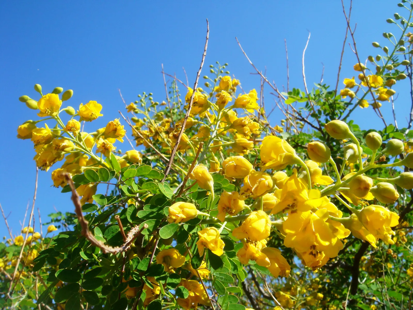 Yellow Bird Of Paradise (Caesalpinia Gilliesii) — and consider the plant's potential to self-seed