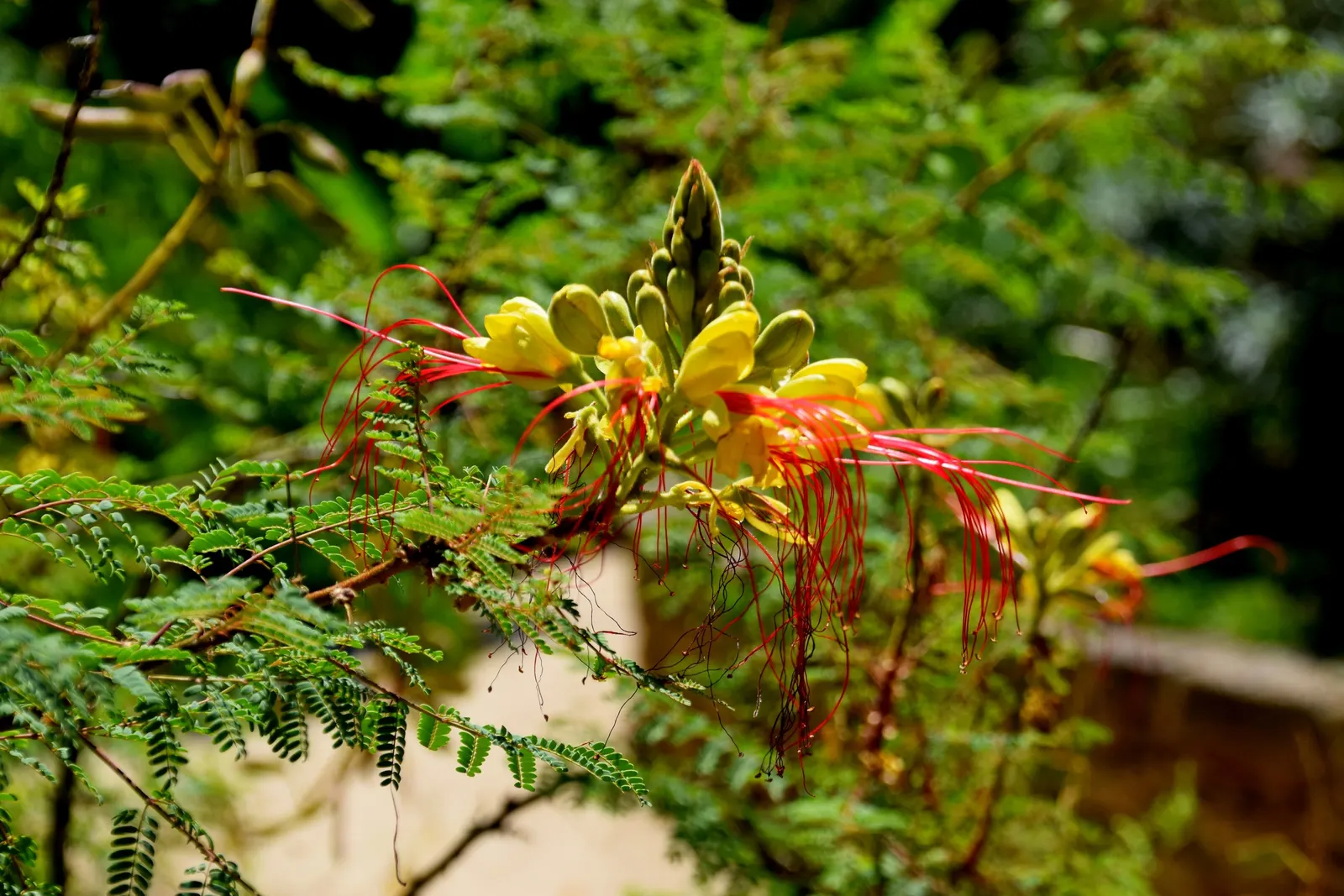Yellow Bird Of Paradise (Caesalpinia Gilliesii) — shrub for full or half