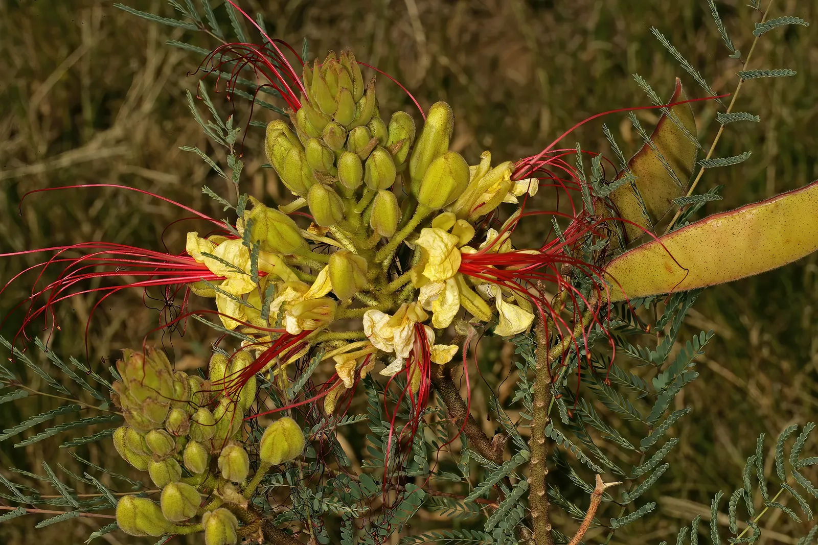 Yellow Bird Of Paradise (Caesalpinia Gilliesii) — blue-green foliage and striking yellow flowers with long red stamens