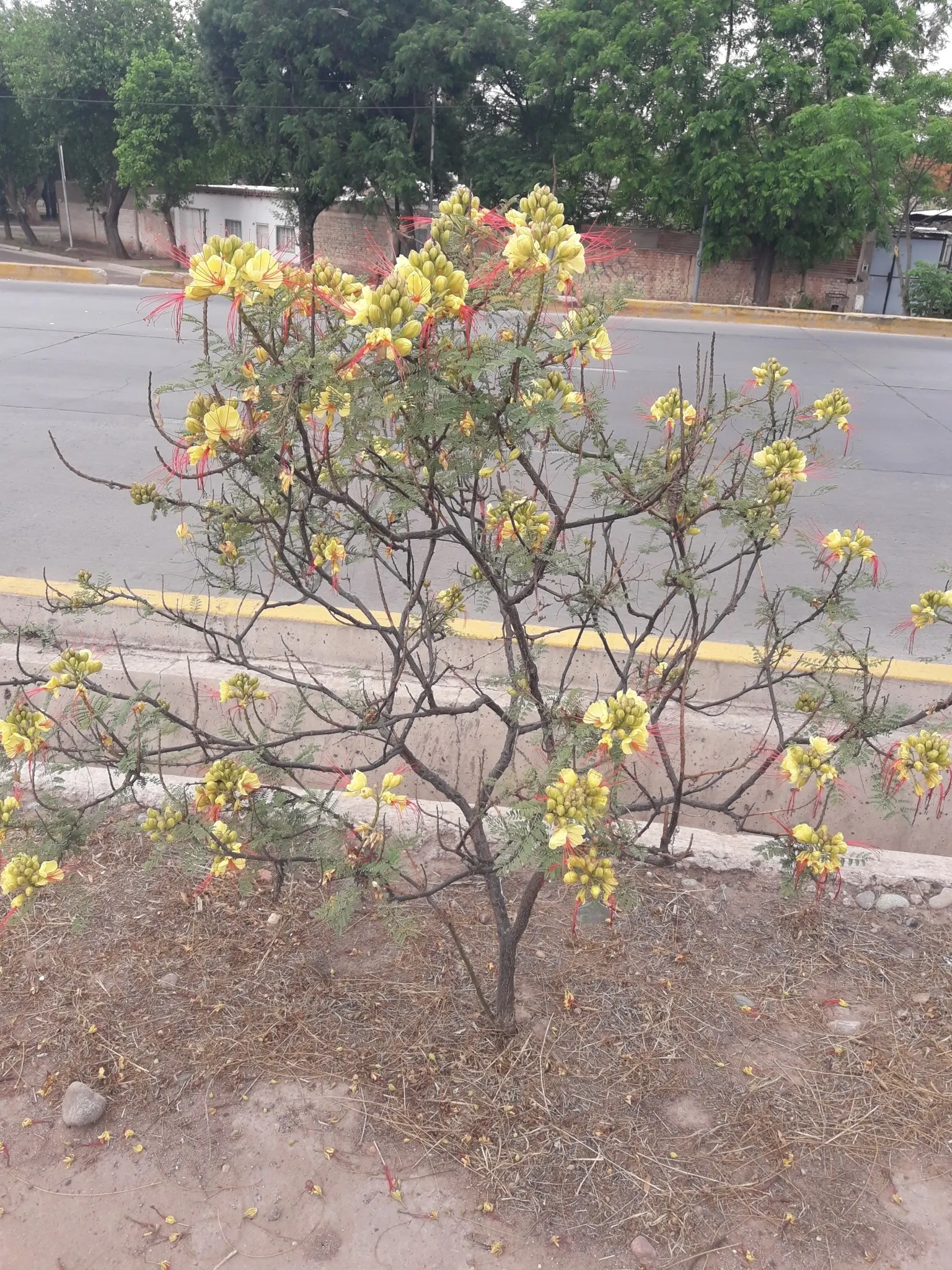 Yellow Bird Of Paradise (Caesalpinia Gilliesii) — ensure that you account for its mature size for optimal placement