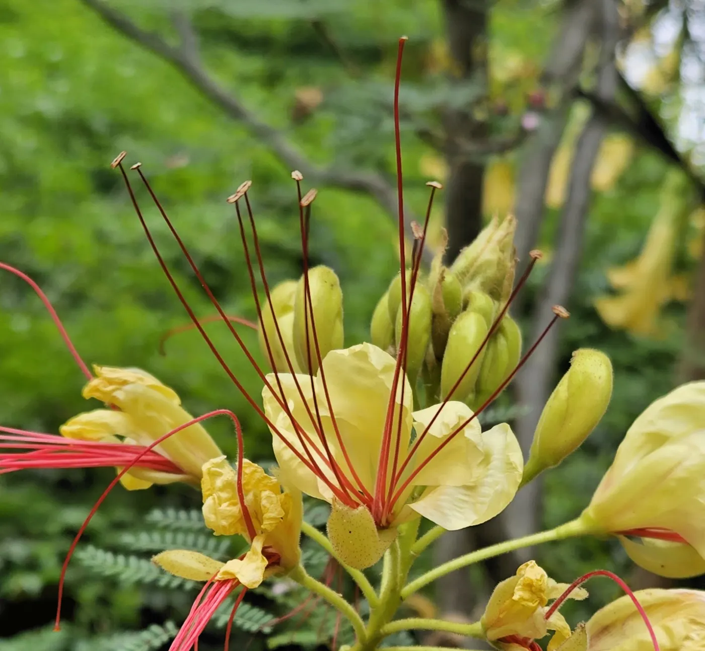 Yellow Bird Of Paradise (Caesalpinia Gilliesii) — With its unique and vibrant blooms; adaptability is a hallmark of the Yellow Bird of Paradise, image 62