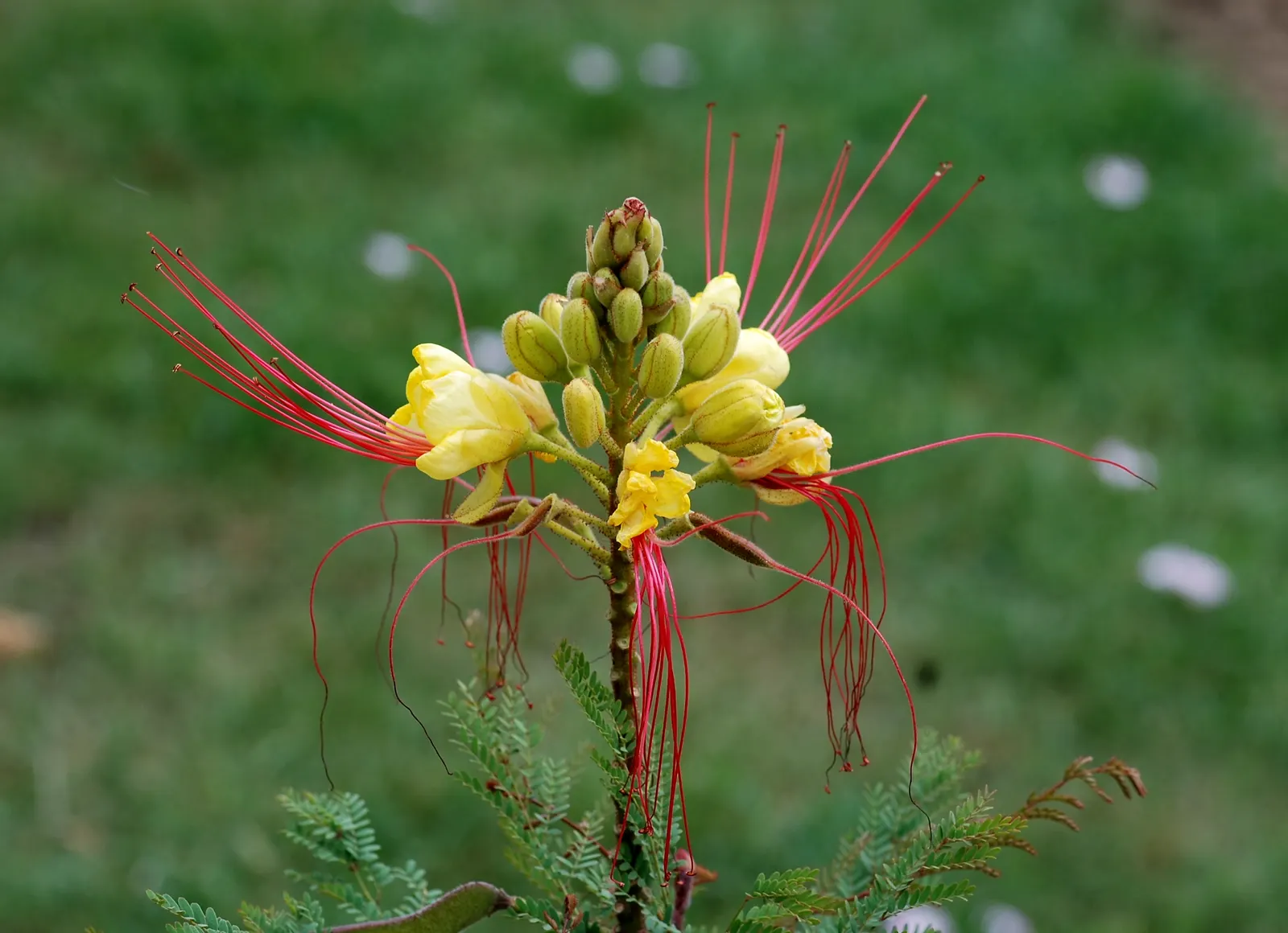 Yellow Bird Of Paradise (Caesalpinia Gilliesii) — provided the drainage is well-maintained.<br><br>Aside from its ornamental value