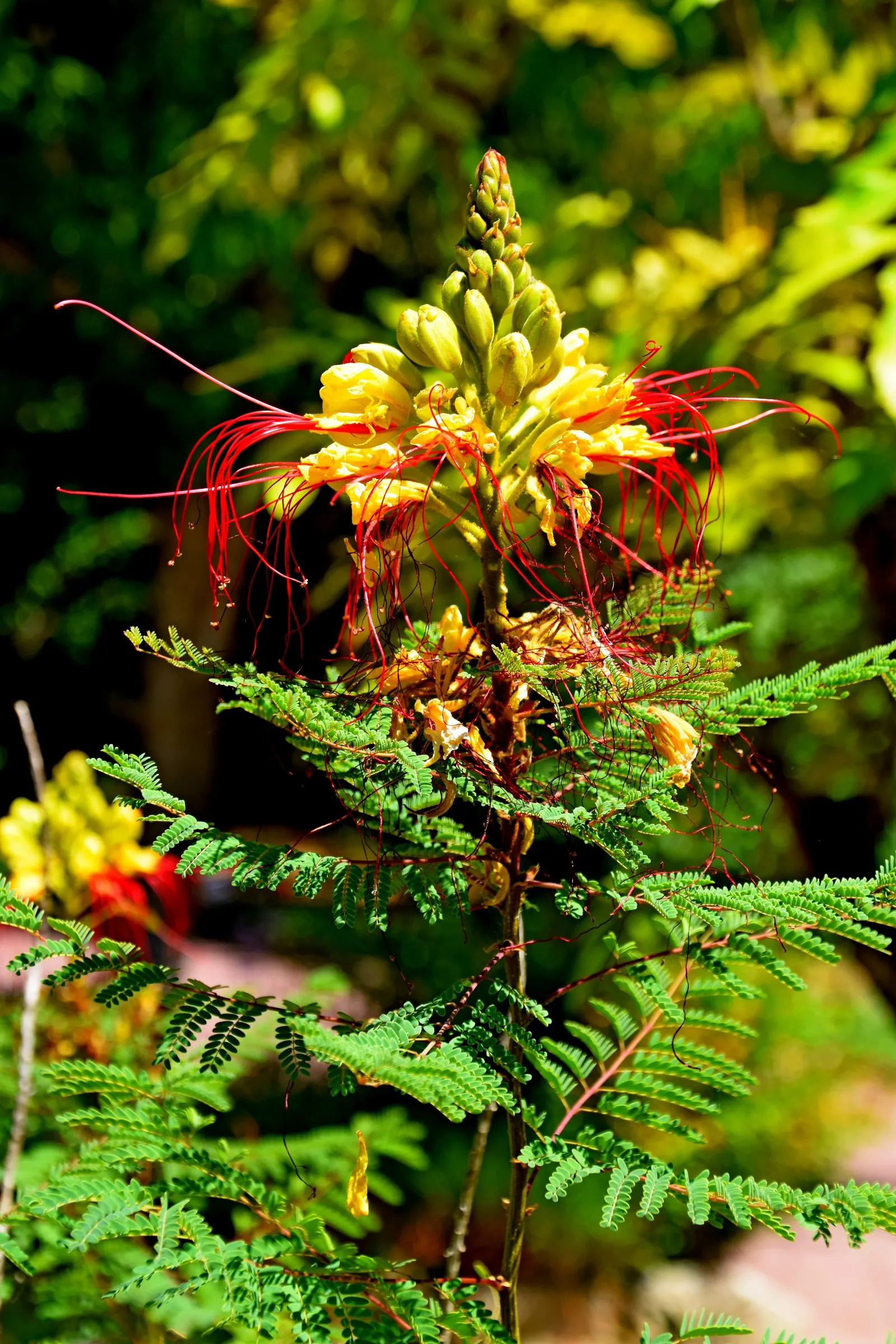 Yellow Bird Of Paradise (Caesalpinia Gilliesii) — is a drought-tolerant shrub; this plant offers a touch of its native South American warmth to your garden