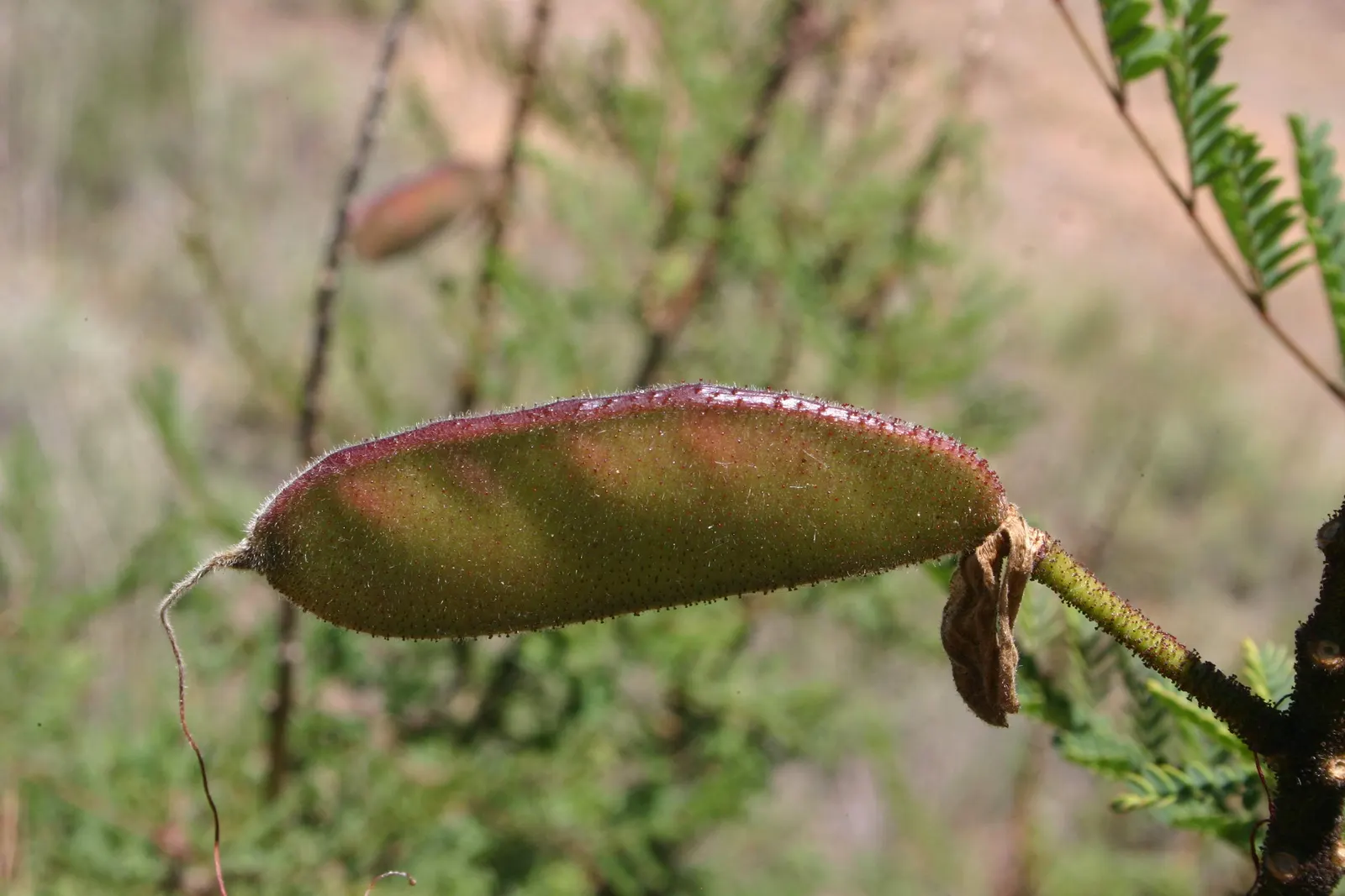 Yellow Bird Of Paradise (Caesalpinia Gilliesii) — USDA Hardiness Zones are 8-11