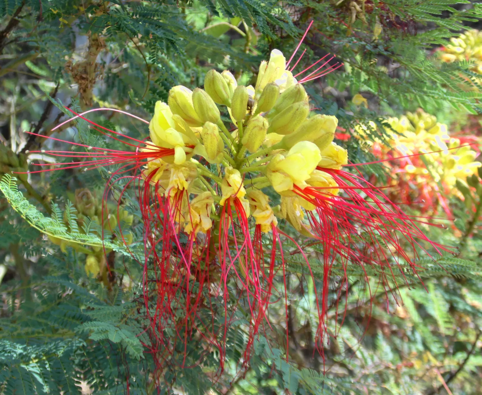 Yellow Bird Of Paradise (Caesalpinia Gilliesii) — With its unique and vibrant blooms; adaptability is a hallmark of the Yellow Bird of Paradise