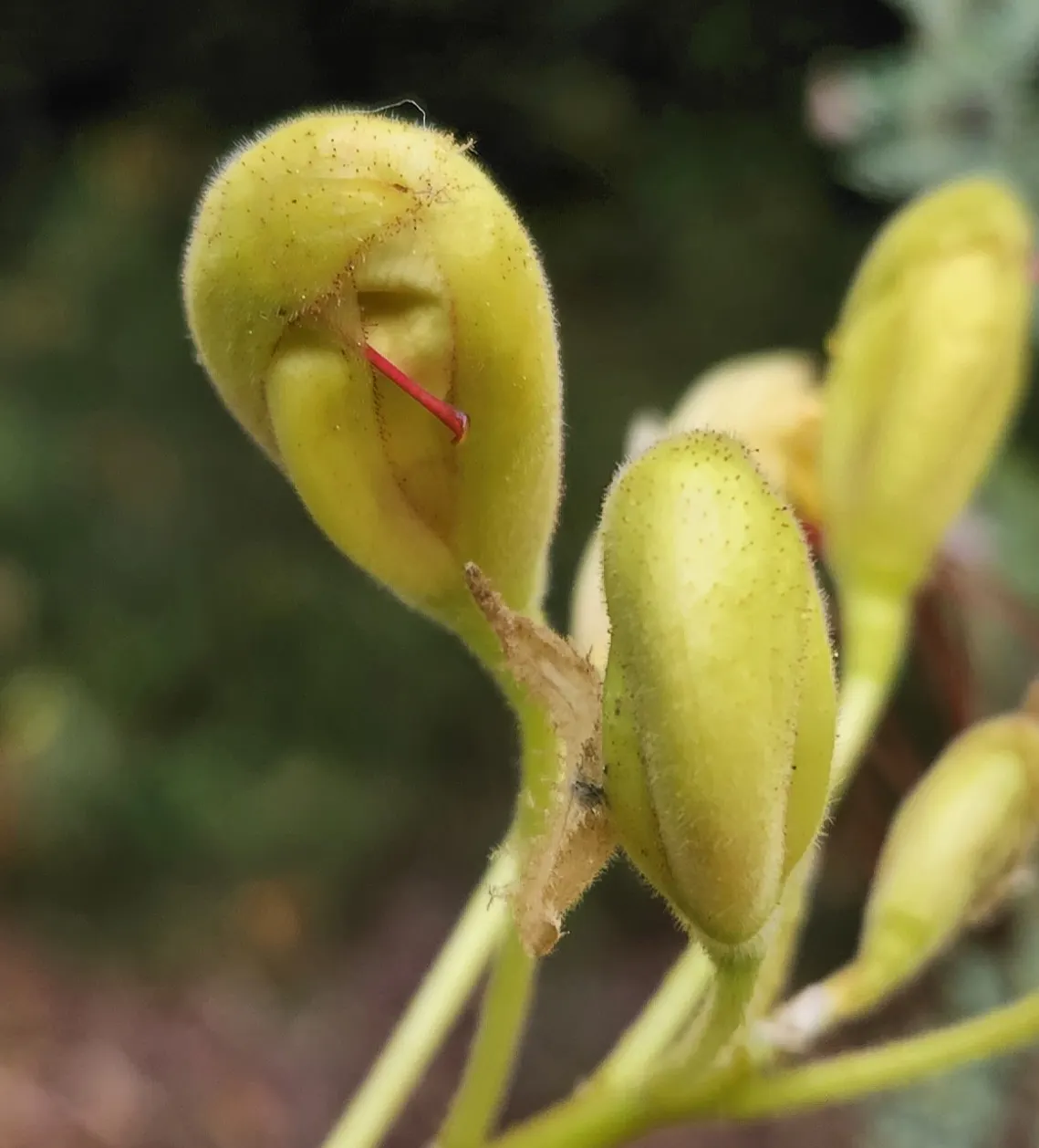 Yellow Bird Of Paradise (Caesalpinia Gilliesii) — ornamental shrub that brings a lively burst of color and exotic flair to any landscape; the, image 61