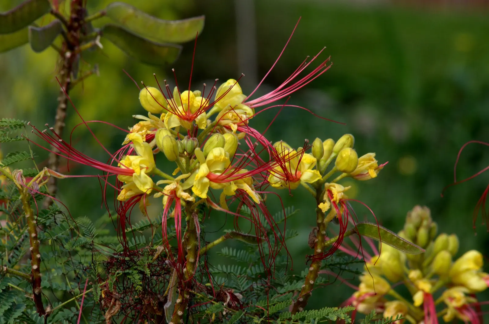 Yellow Bird Of Paradise (Caesalpinia Gilliesii) — With its unique and vibrant blooms