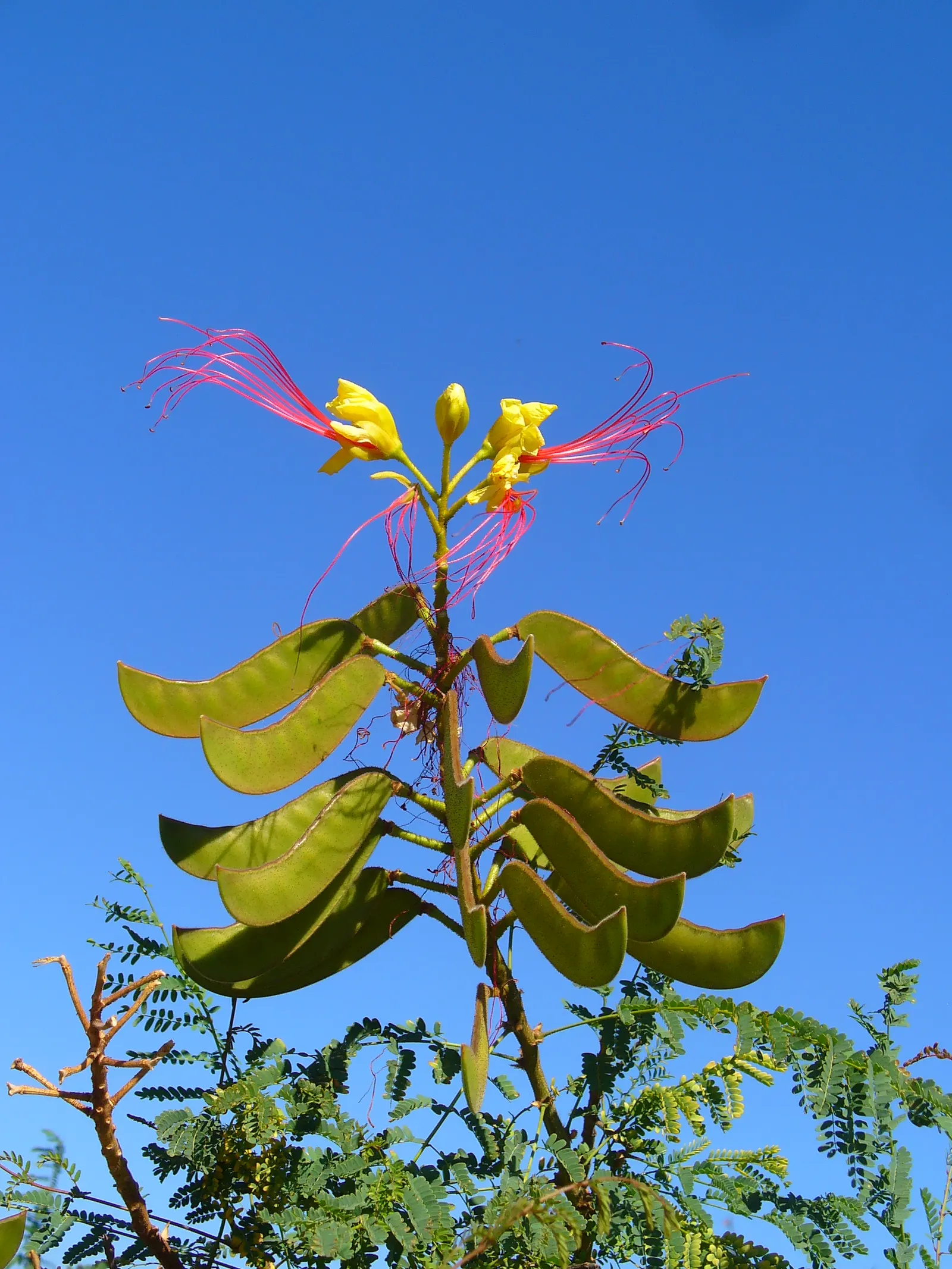 Yellow Bird Of Paradise (Caesalpinia Gilliesii) — reaching heights of 4 to 6 feet and spreading up to 3 to 5 feet wide