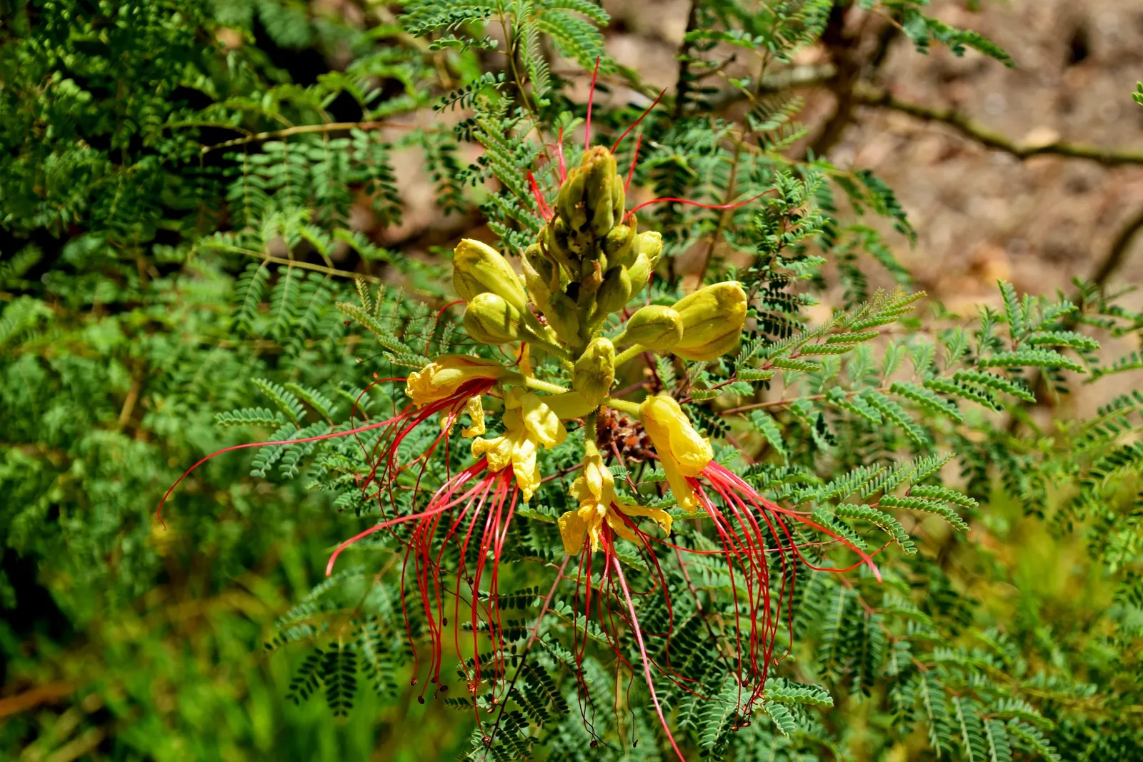 Yellow Bird Of Paradise (Caesalpinia Gilliesii) — shrub with multi-colored and red and yellow blooms