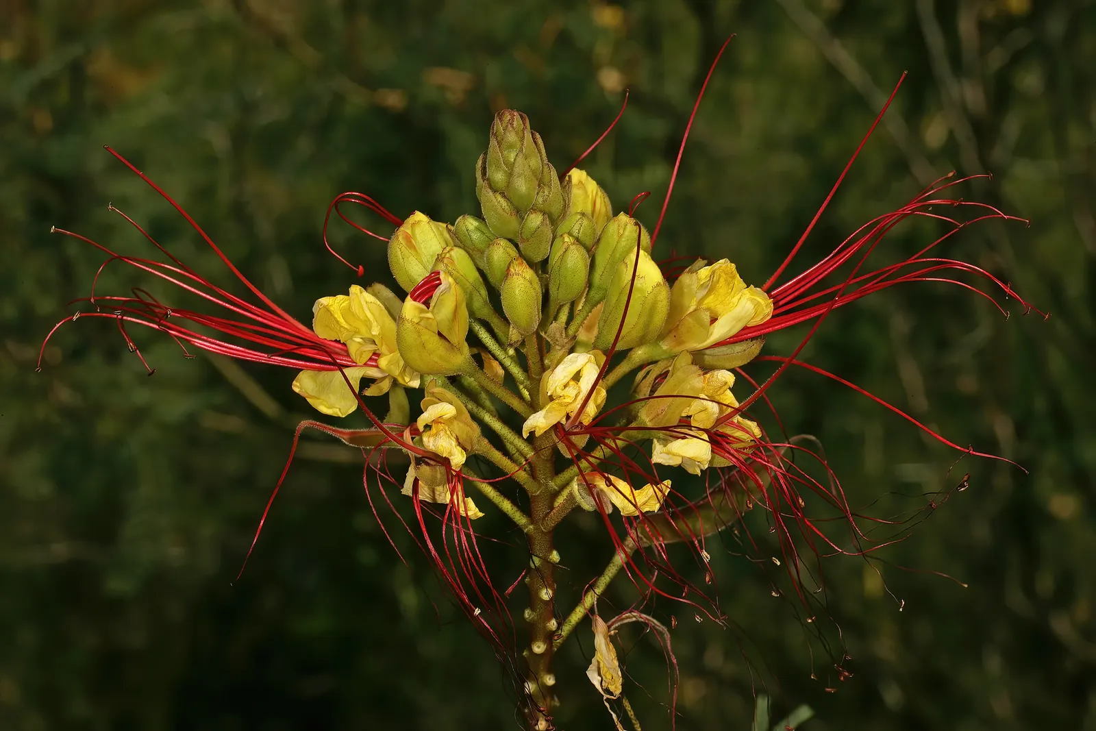 Yellow Bird Of Paradise (Caesalpinia Gilliesii) — this plant offers a touch of its native South American warmth to your garden design