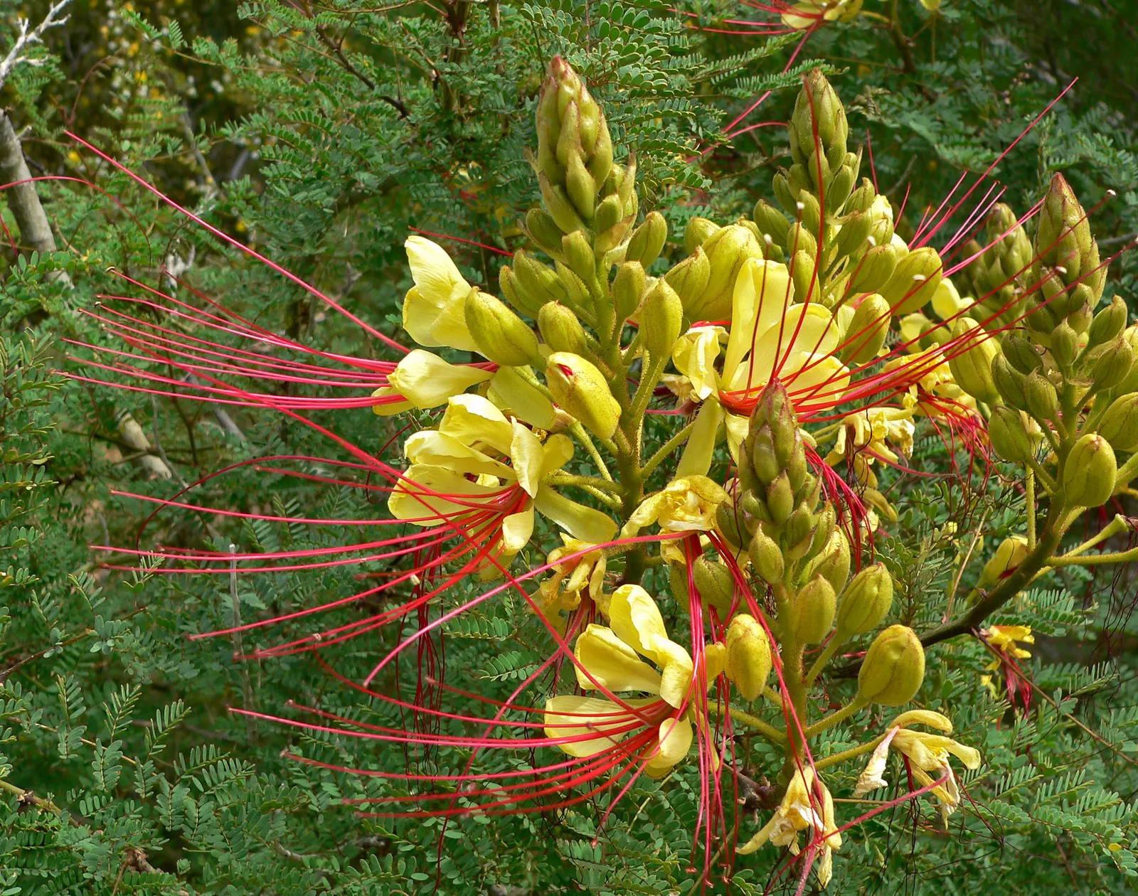 Yellow Bird Of Paradise (Caesalpinia Gilliesii) — The Yellow Bird of Paradise (Caesalpinia gilliesii) is a showy; commonly known as Yellow Bird of Paradise