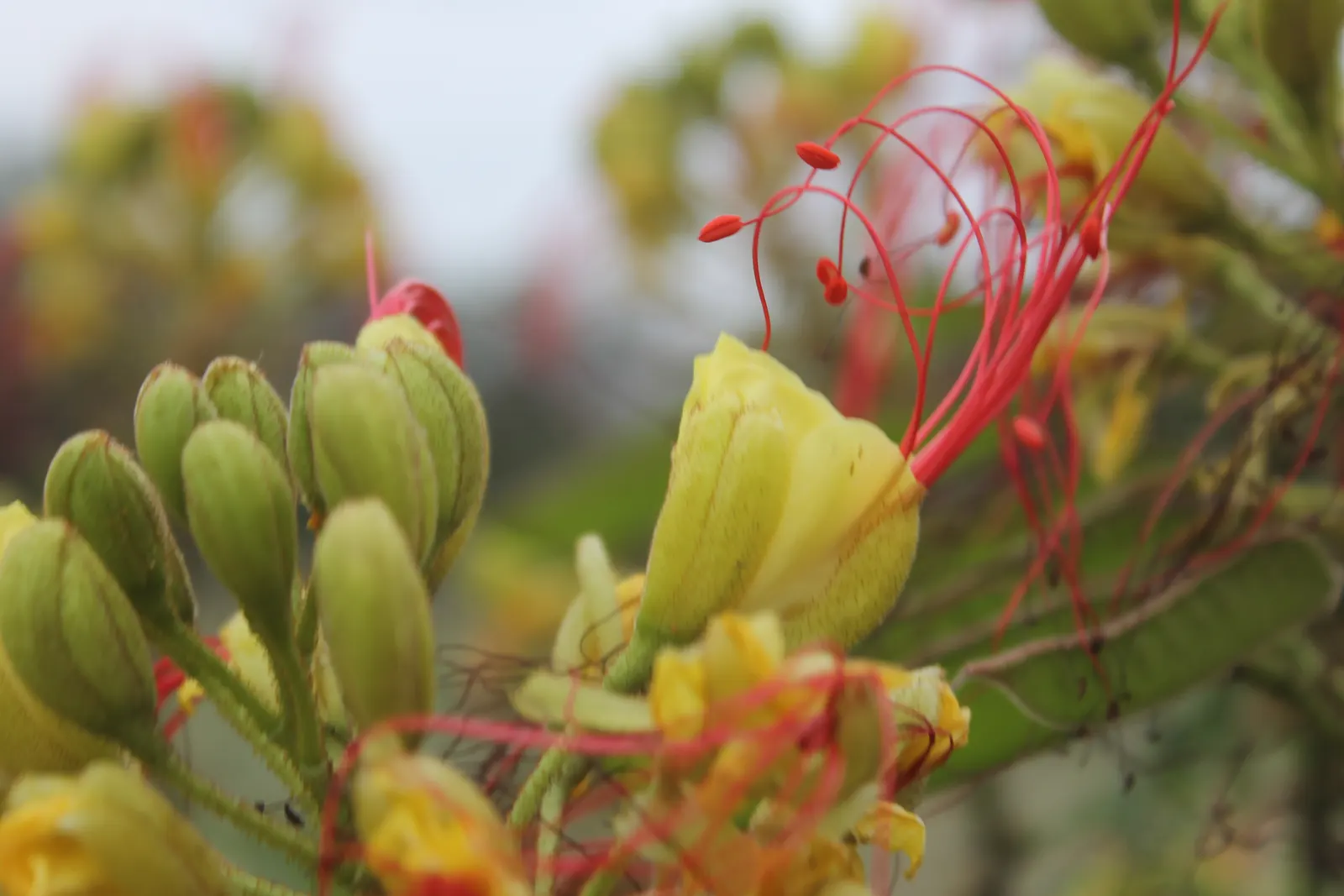 Yellow Bird Of Paradise (Caesalpinia Gilliesii) — blue-green foliage and striking yellow flowers with long red stamens; blooming throughout summer, image 57