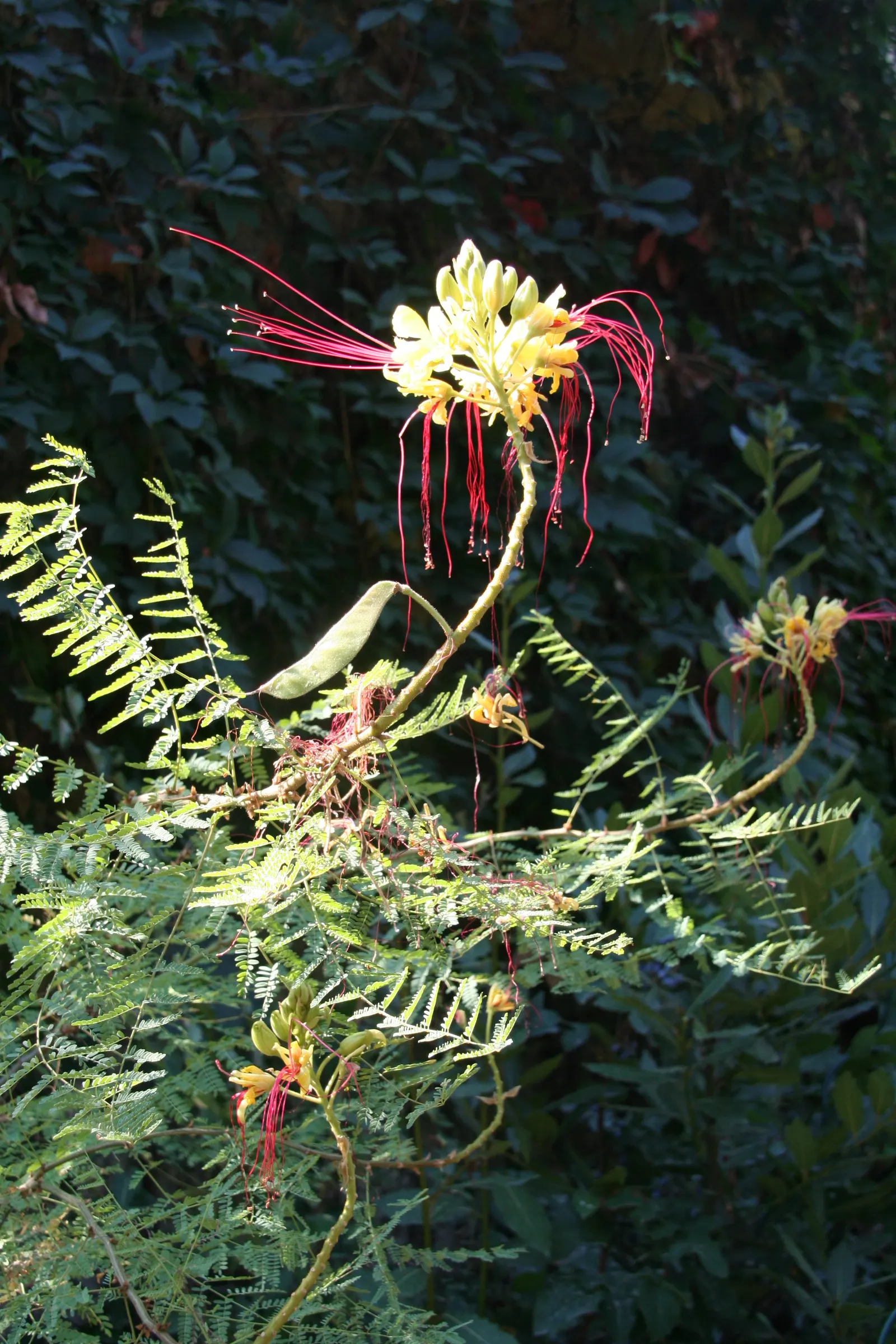 Yellow Bird Of Paradise (Caesalpinia Gilliesii) — reaching heights of 4 to 6 feet and spreading up to 3 to 5 feet wide; reaching 5 to 10 feet in height and