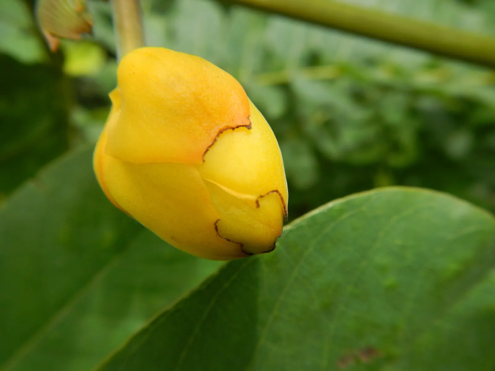 Yellow Bird Of Paradise (Caesalpinia Gilliesii) — commonly known as Yellow Bird of Paradise